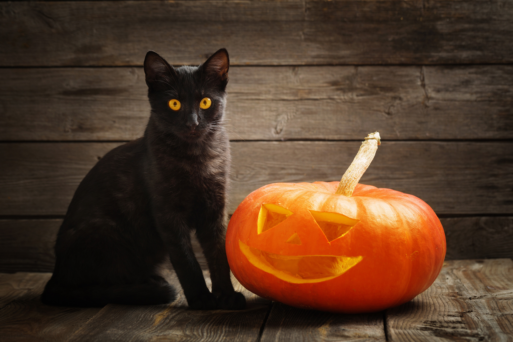 Halloween Cat Wallpaper
