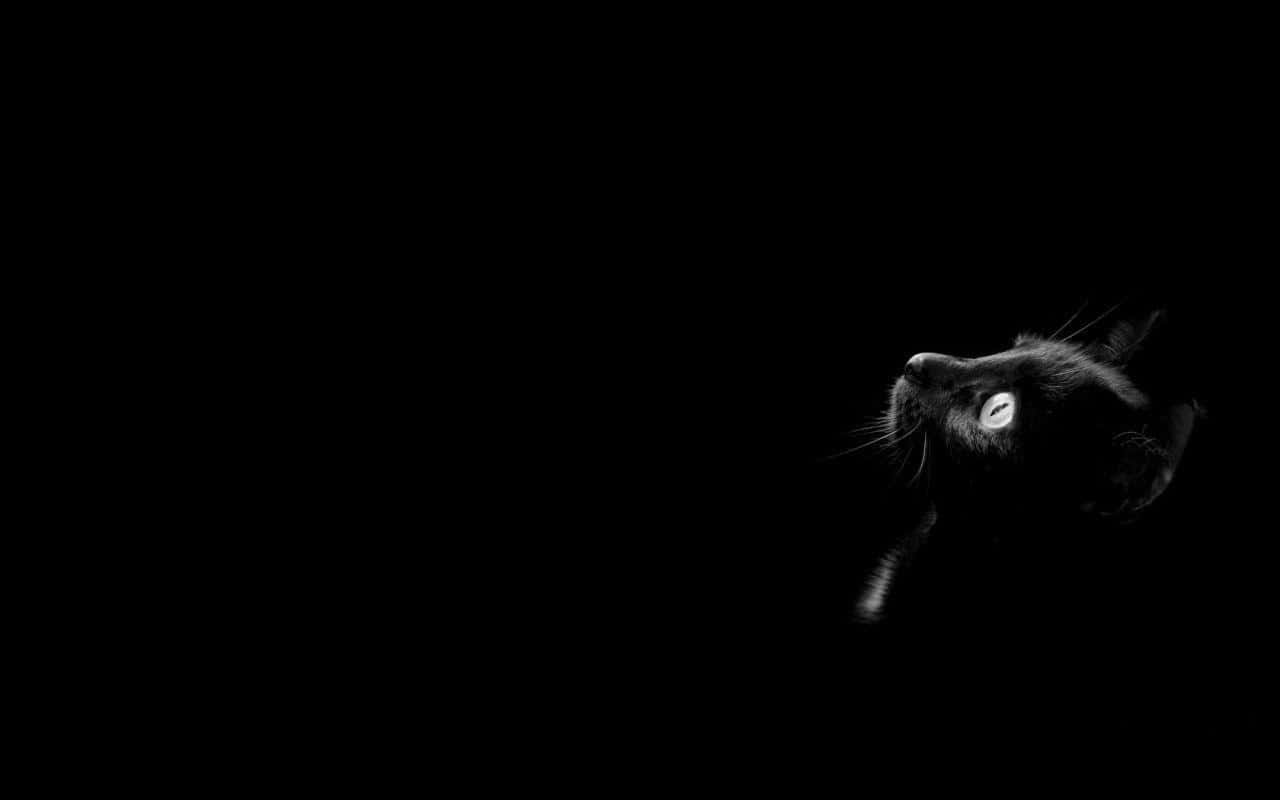 Download Beware of this dark, mysterious and spooky Black Cat this Halloween! Wallpaper