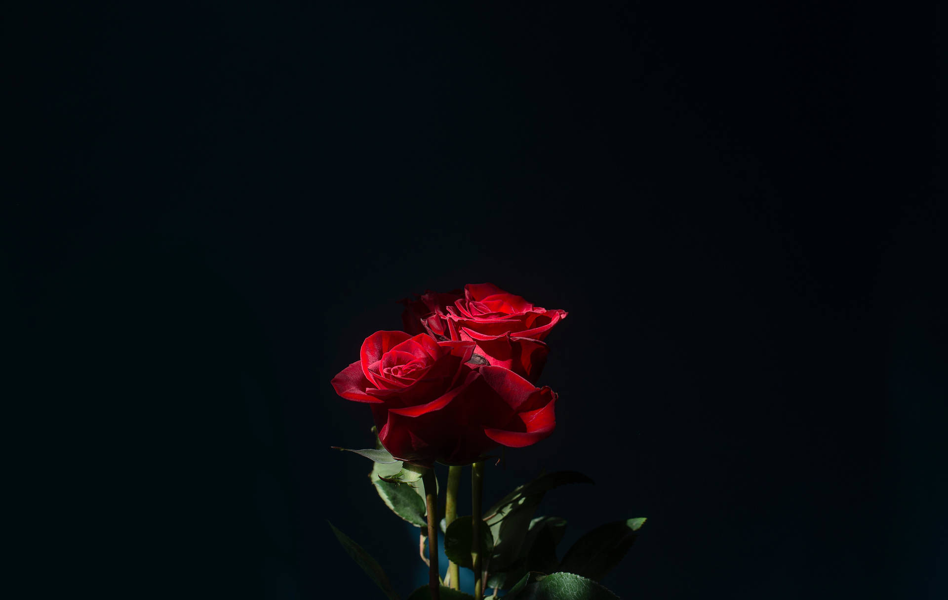 Dark Red Roses Desktop Wallpapers - Wallpaper Cave