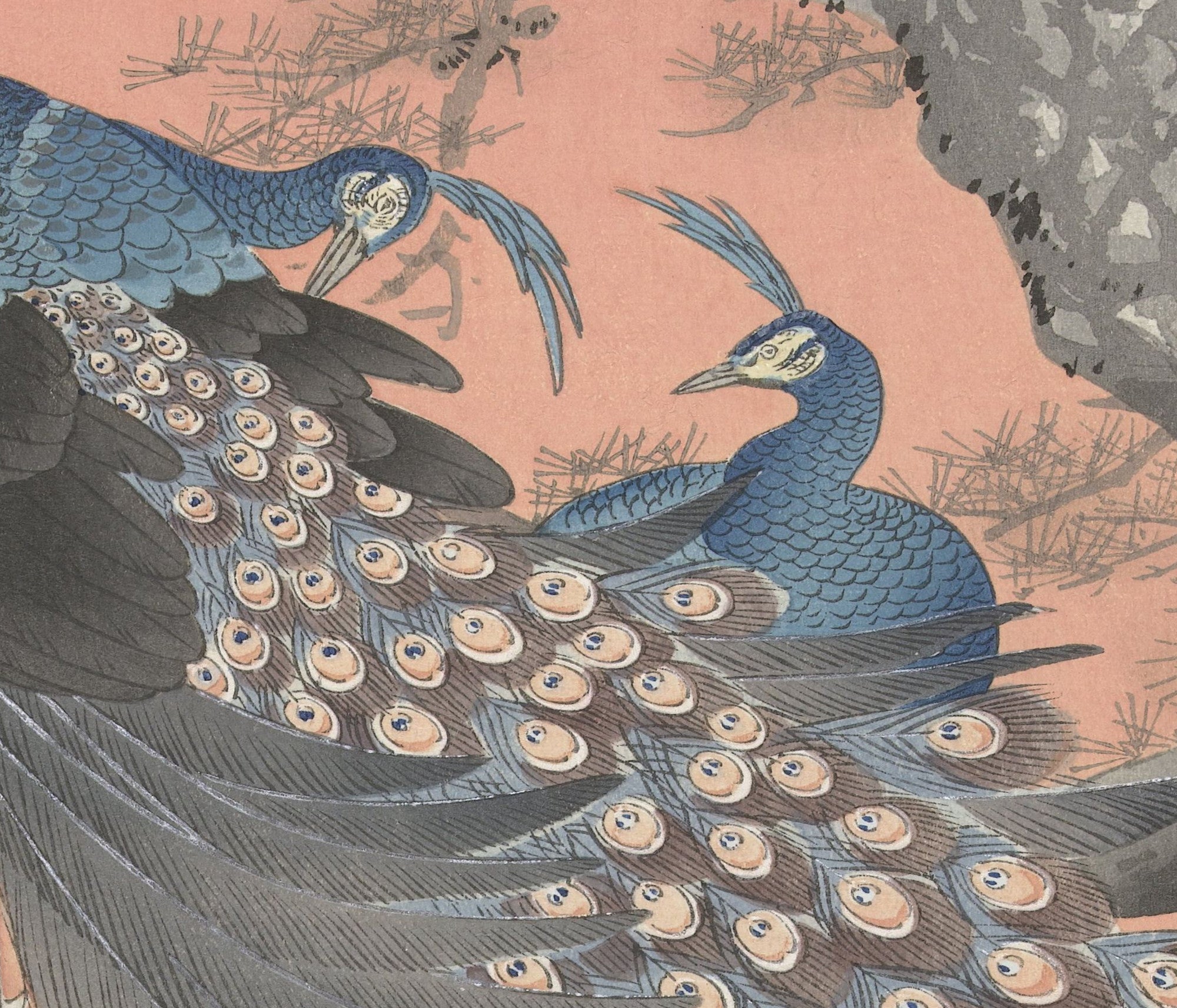 Ohara Koson Japanese Fine Art Print, Two peacocks on tree branch