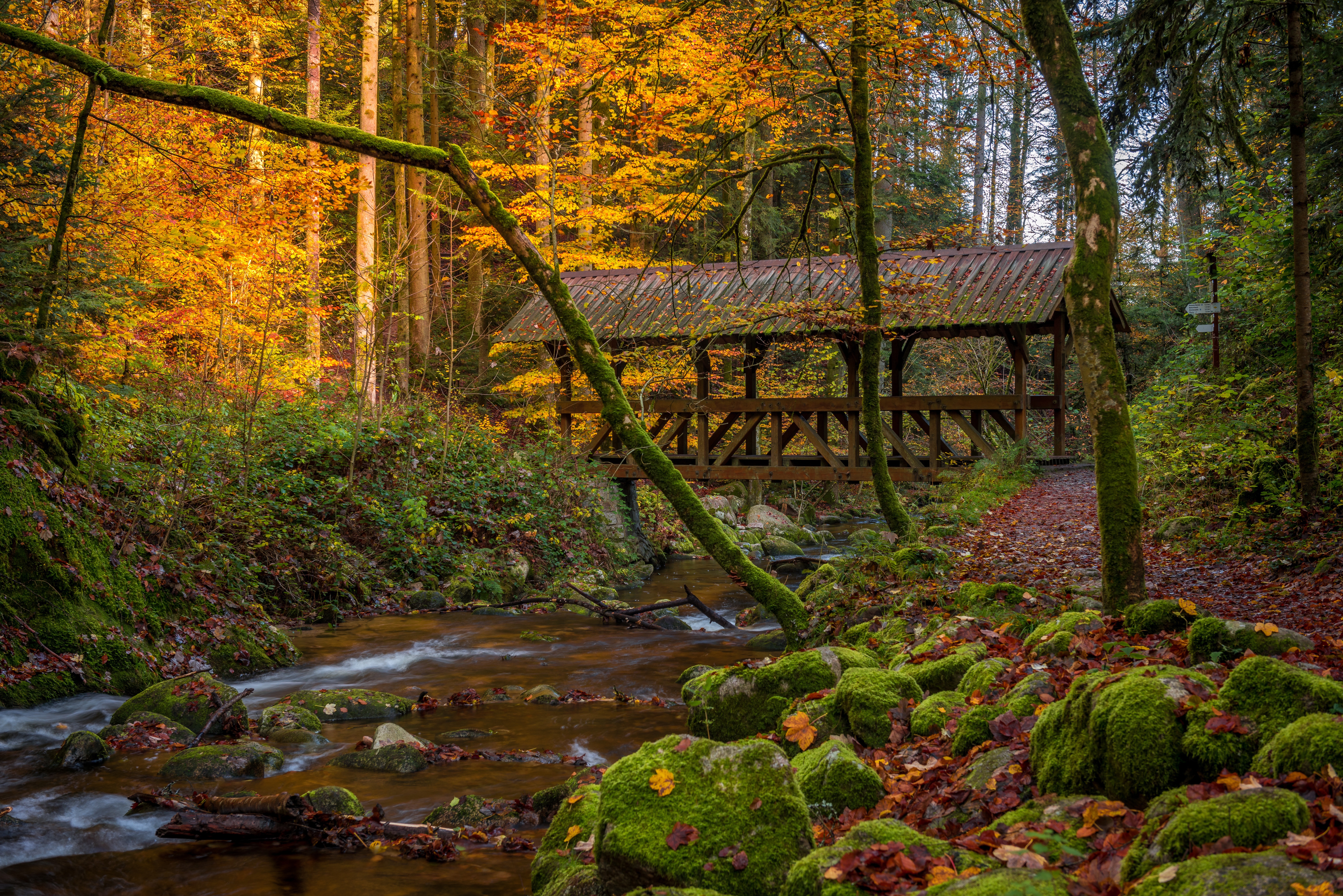 Wallpaper autumn, forest, trees, bridge, river, moss, Germany, Germany for mobile and desktop, section пейзажи, resolution 7360x4912