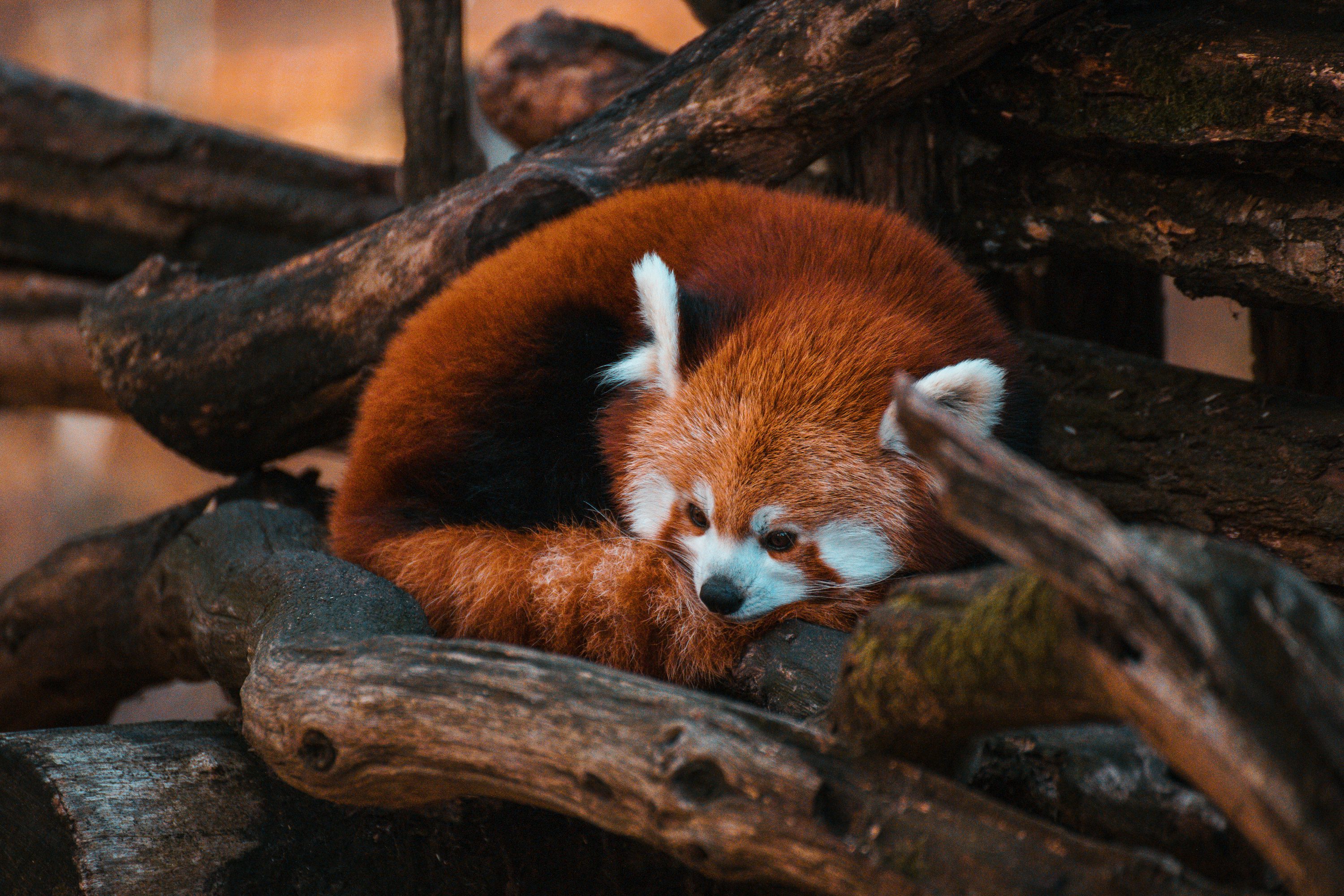 Red Panda Picture. Download Free Image