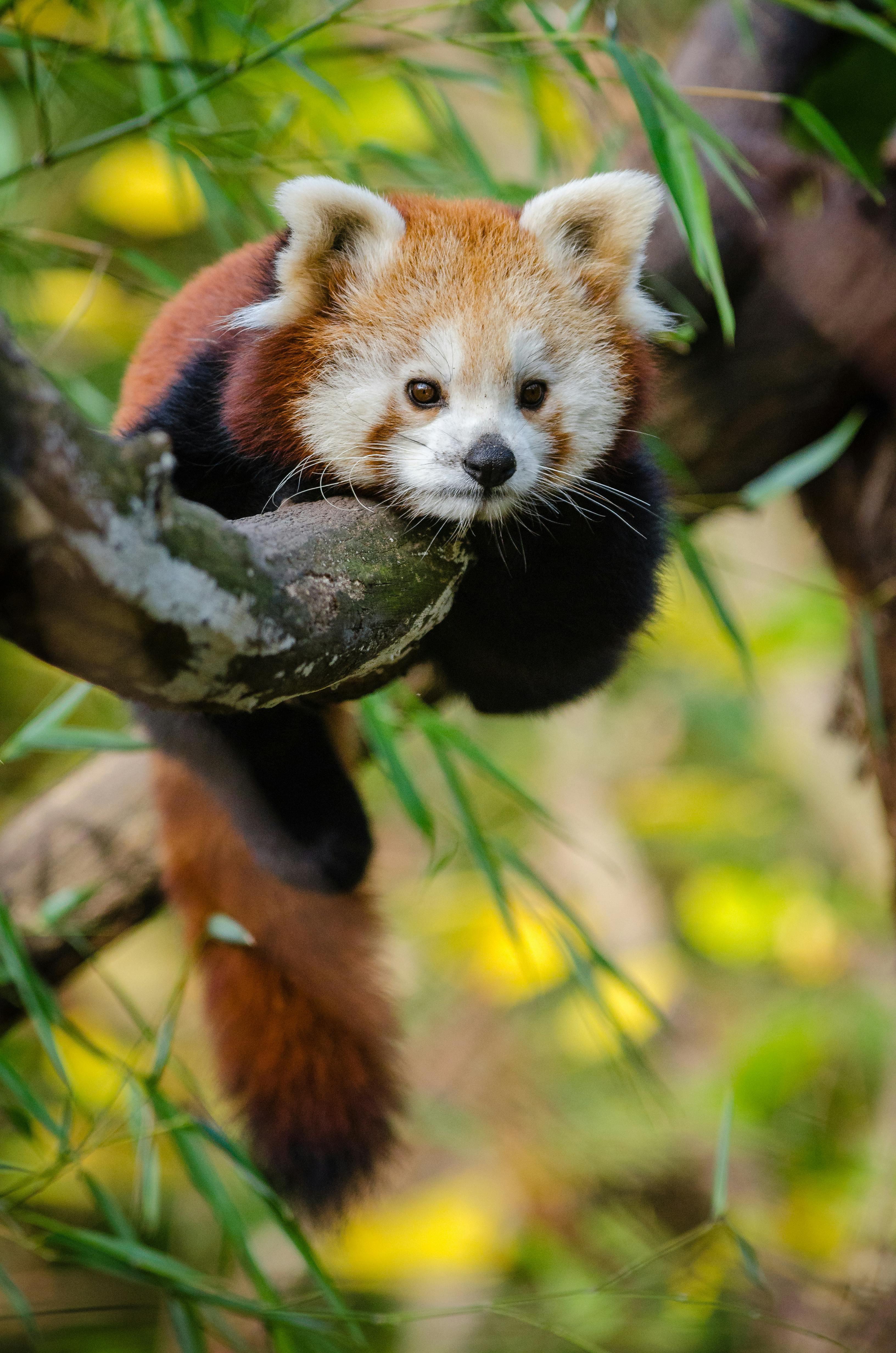 Red Panda · Free