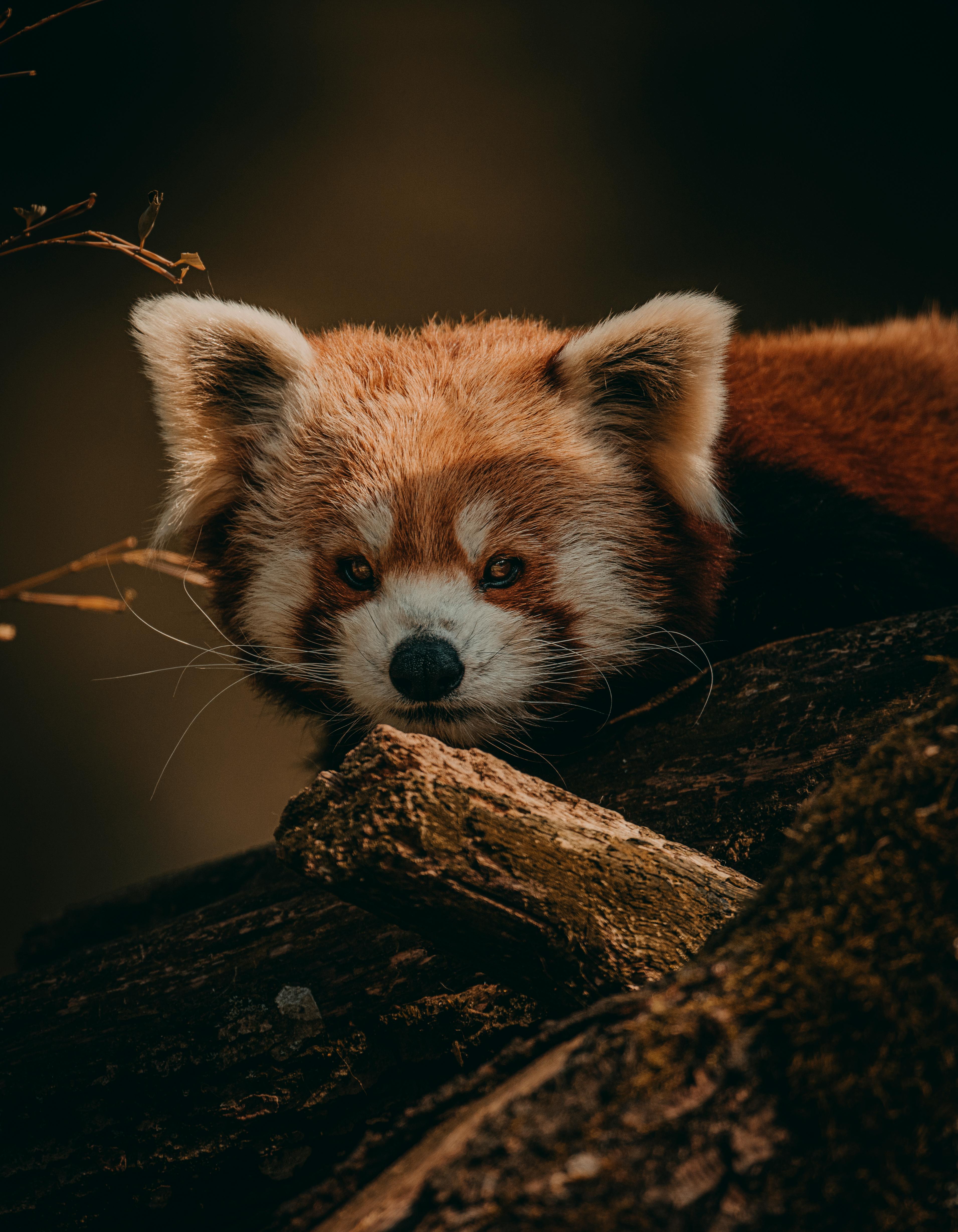 Red Panda Photo, Download The BEST Free Red Panda & HD Image