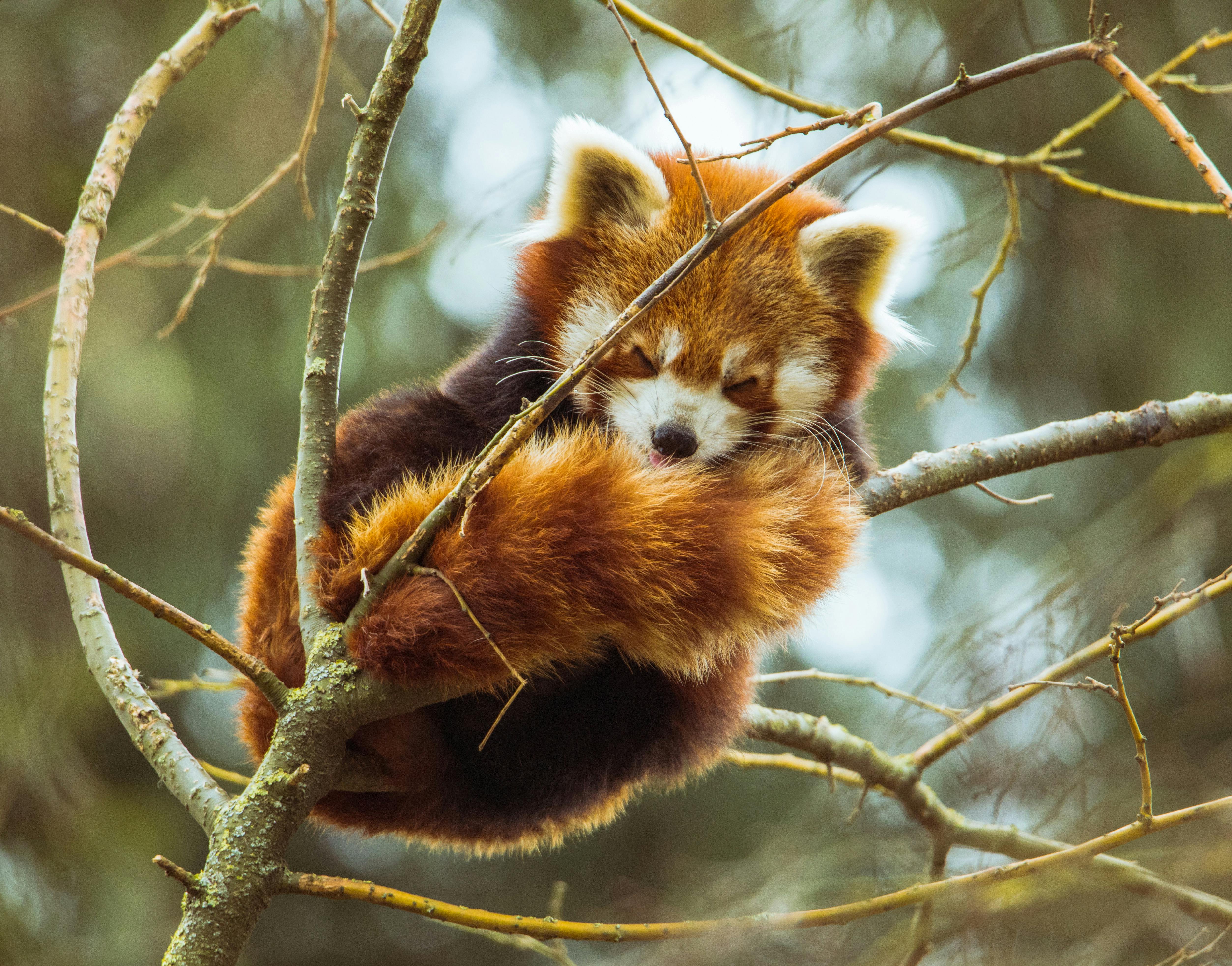 Red Panda Photo, Download The BEST Free Red Panda & HD Image