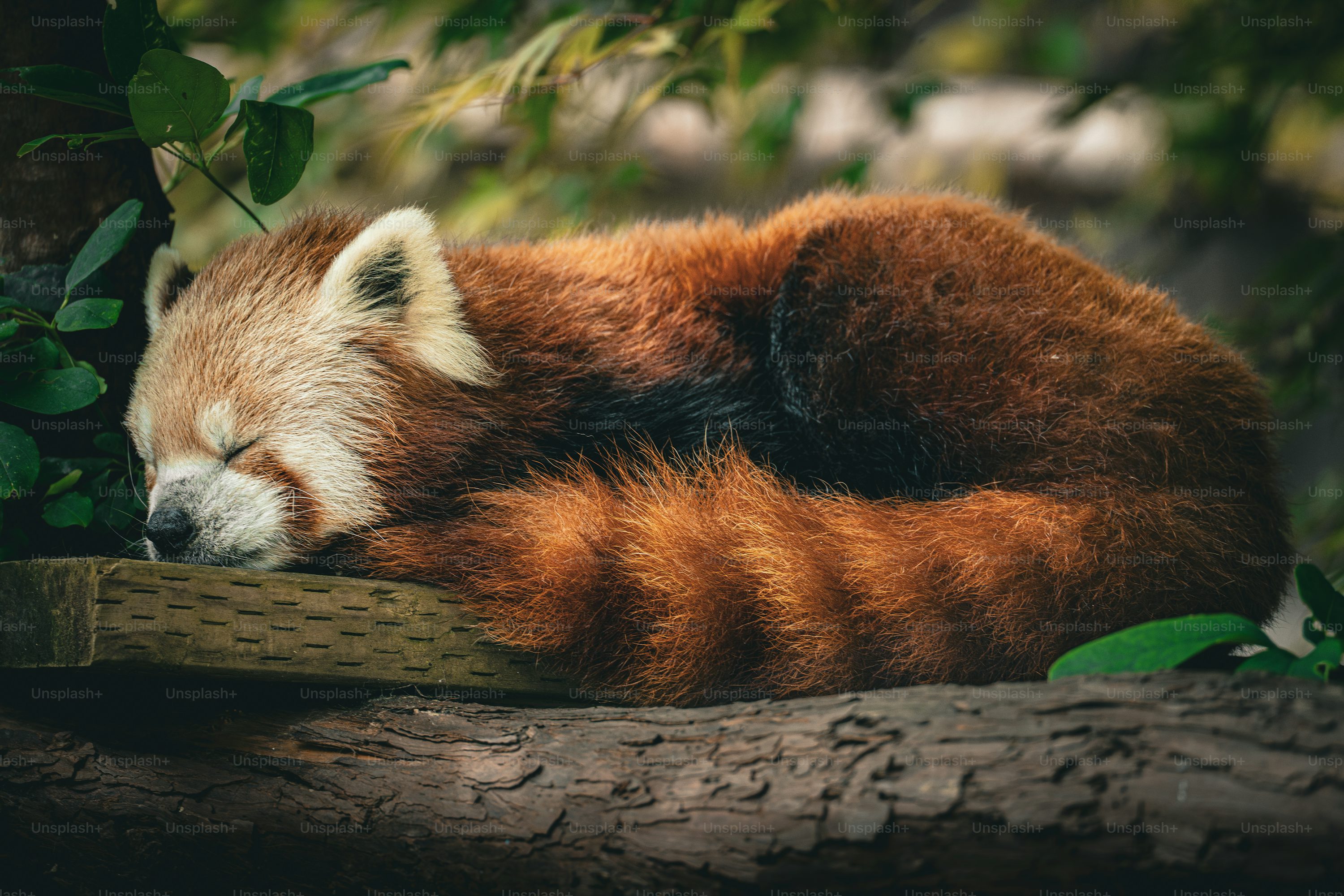 Red Panda Picture. Download Free Image