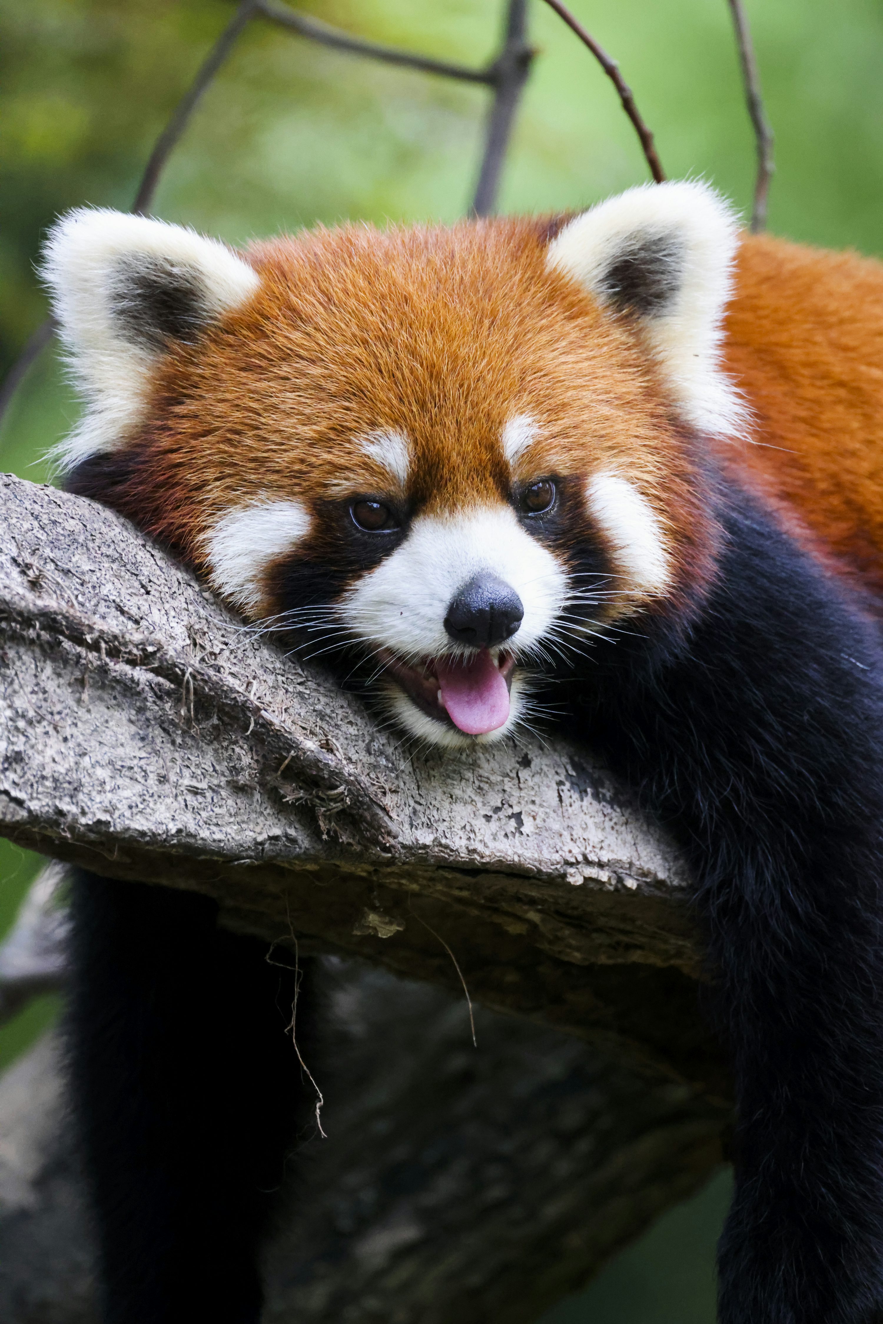 Red Panda Picture. Download Free Image