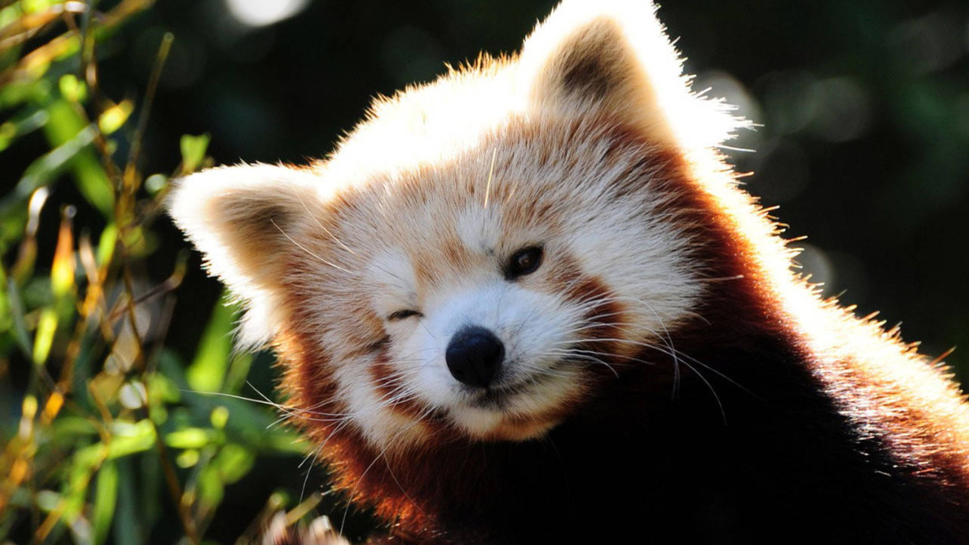Download Cool Cute Red Panda Wallpaper