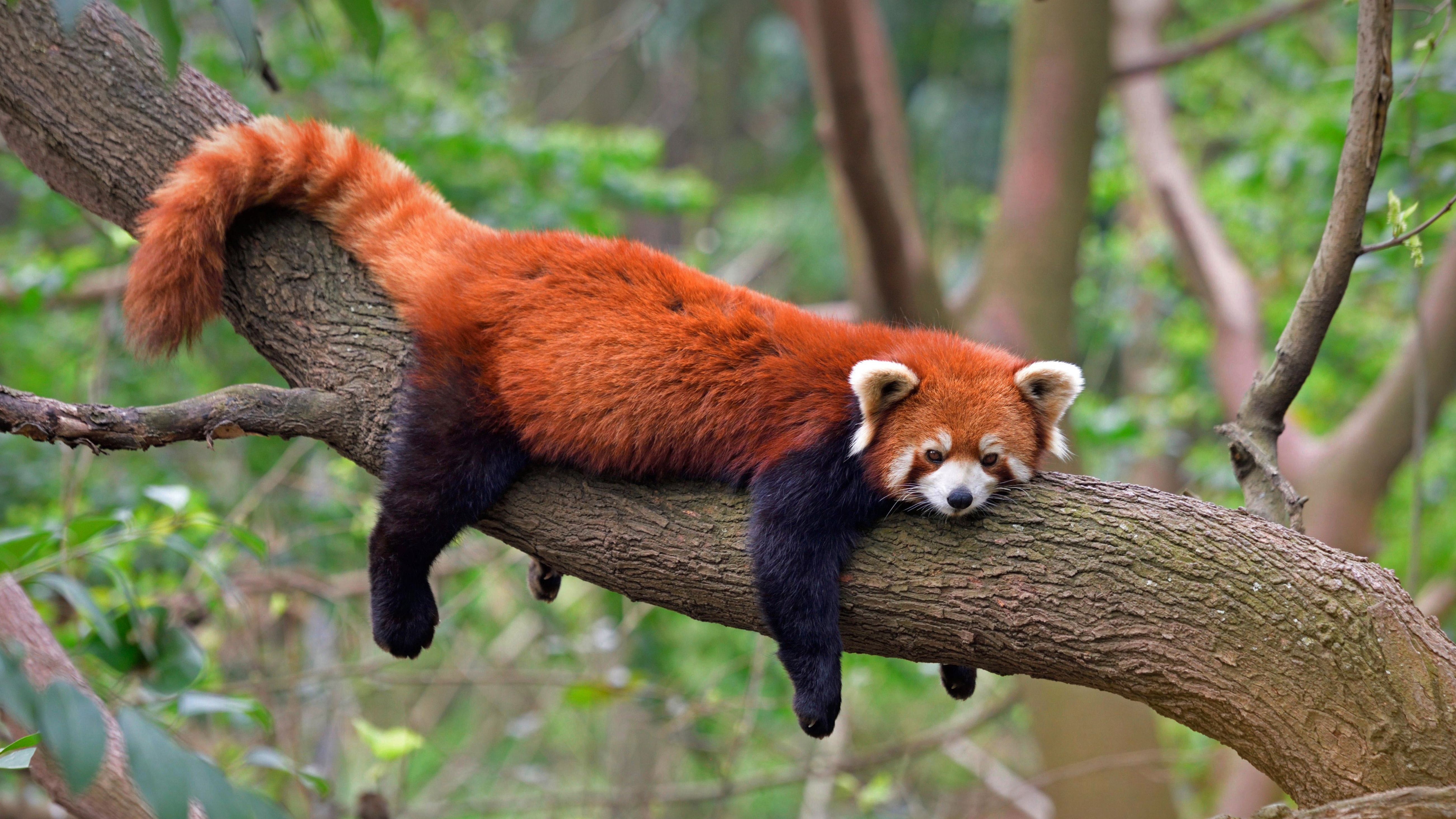 4K Ultra HD Red Panda Relaxing in Nature Animal Wallpaper