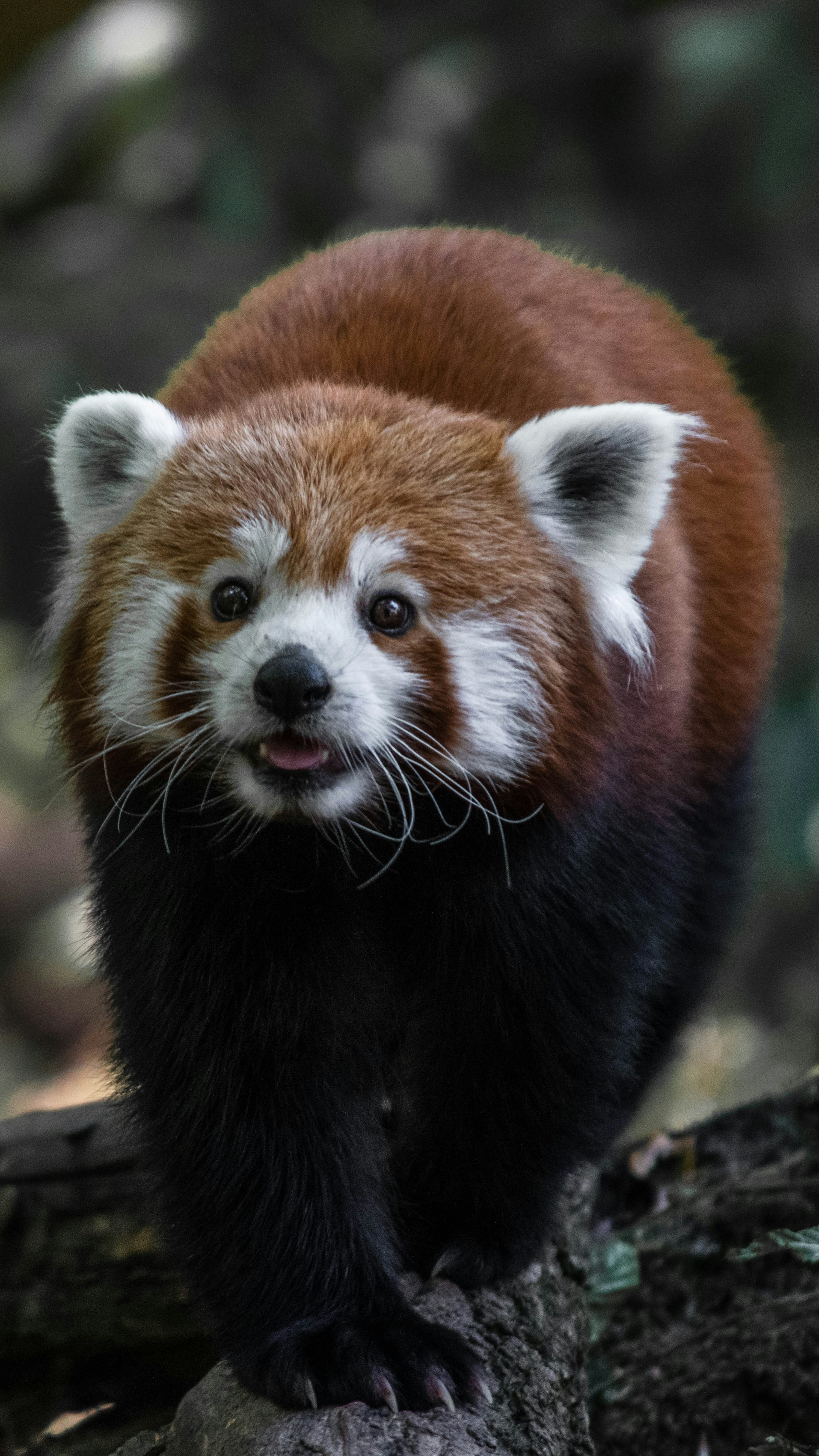Red Panda Picture. Download Free Image