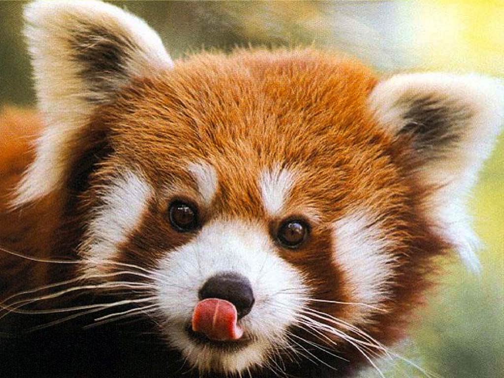 Red Panda Wallpaper