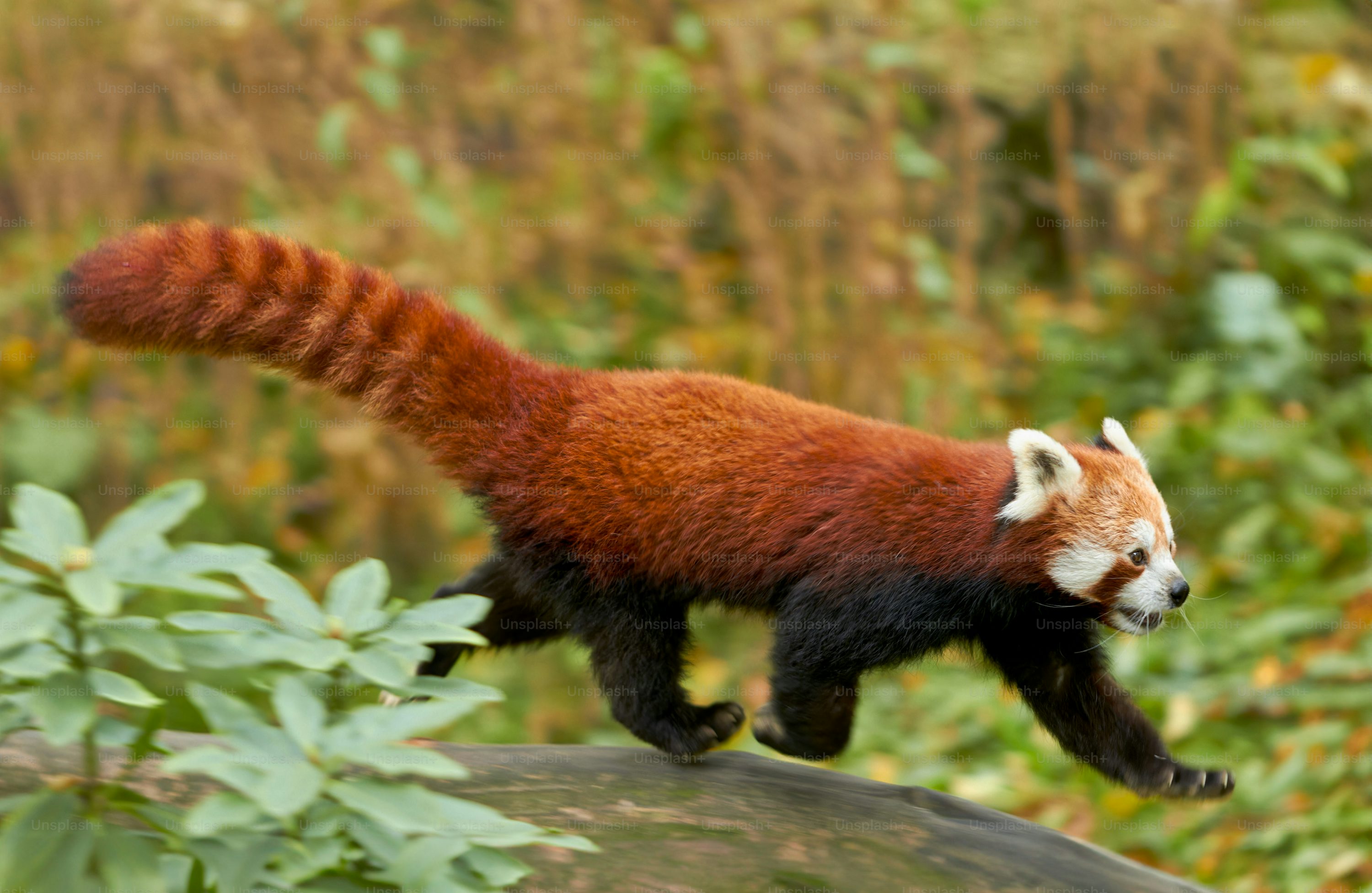 Red Panda Picture. Download Free Image