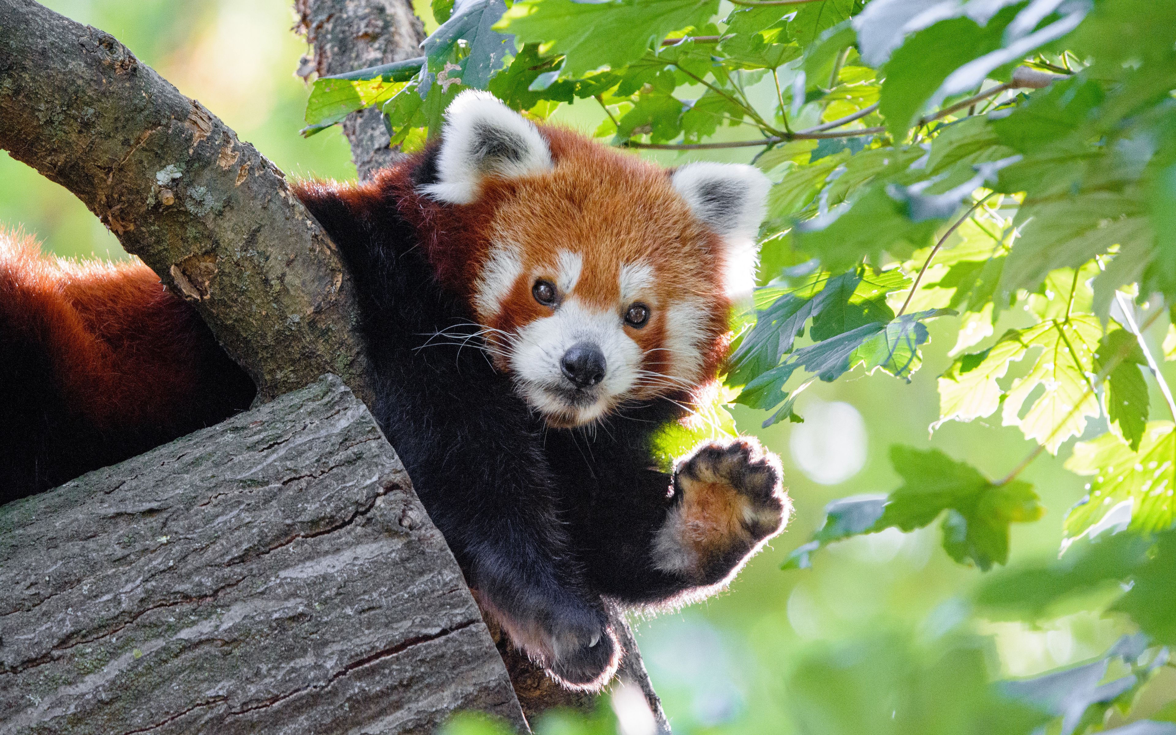 Download wallpaper 3840x2400 red panda, funny, animal, paw 4k ultra HD 16:10 HD background