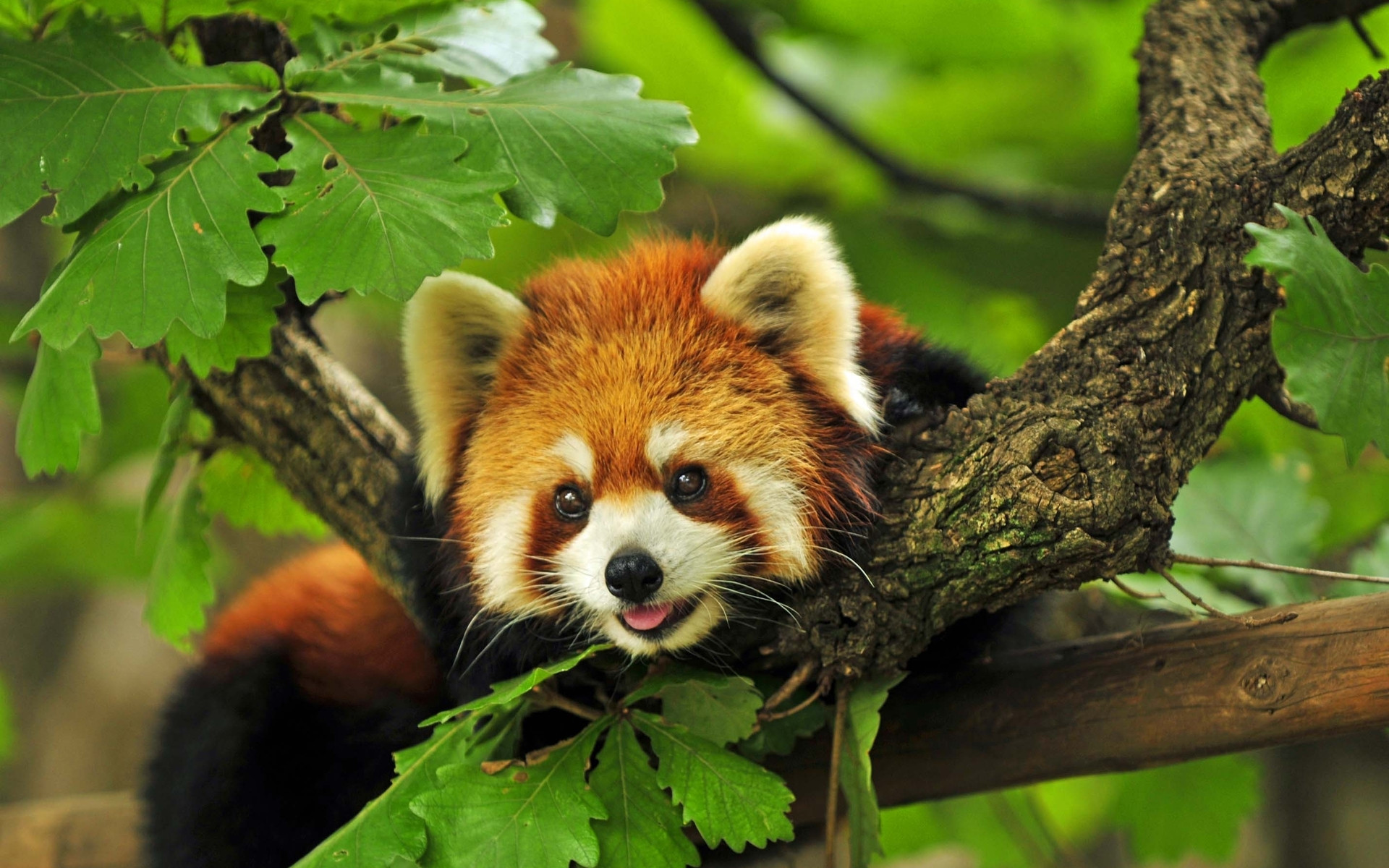 Red Panda Wallpaper [1920 x 1200]