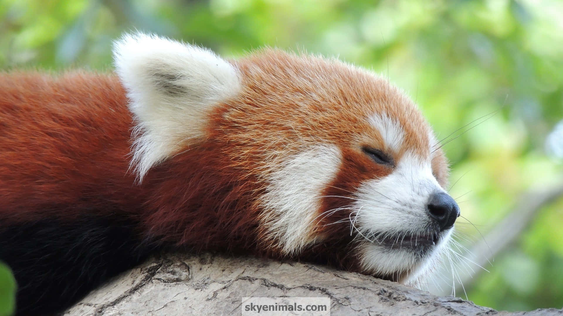Download Meet our new friend sweet and cuddly Red Panda! Wallpaper