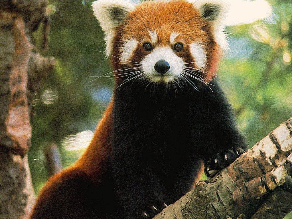Red Panda Wallpaper and Background