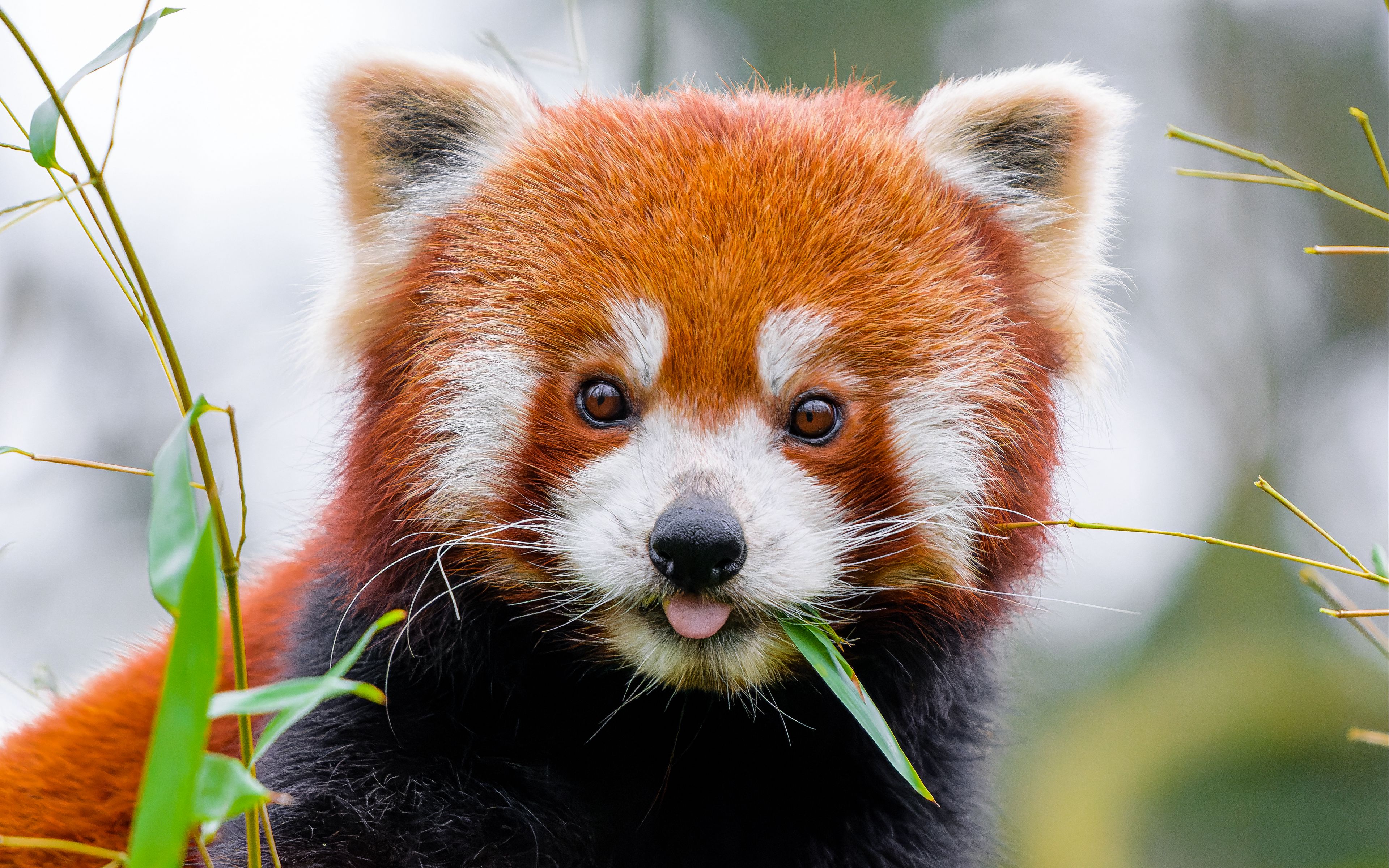 Red panda eating Wallpaper 4k for Desktop