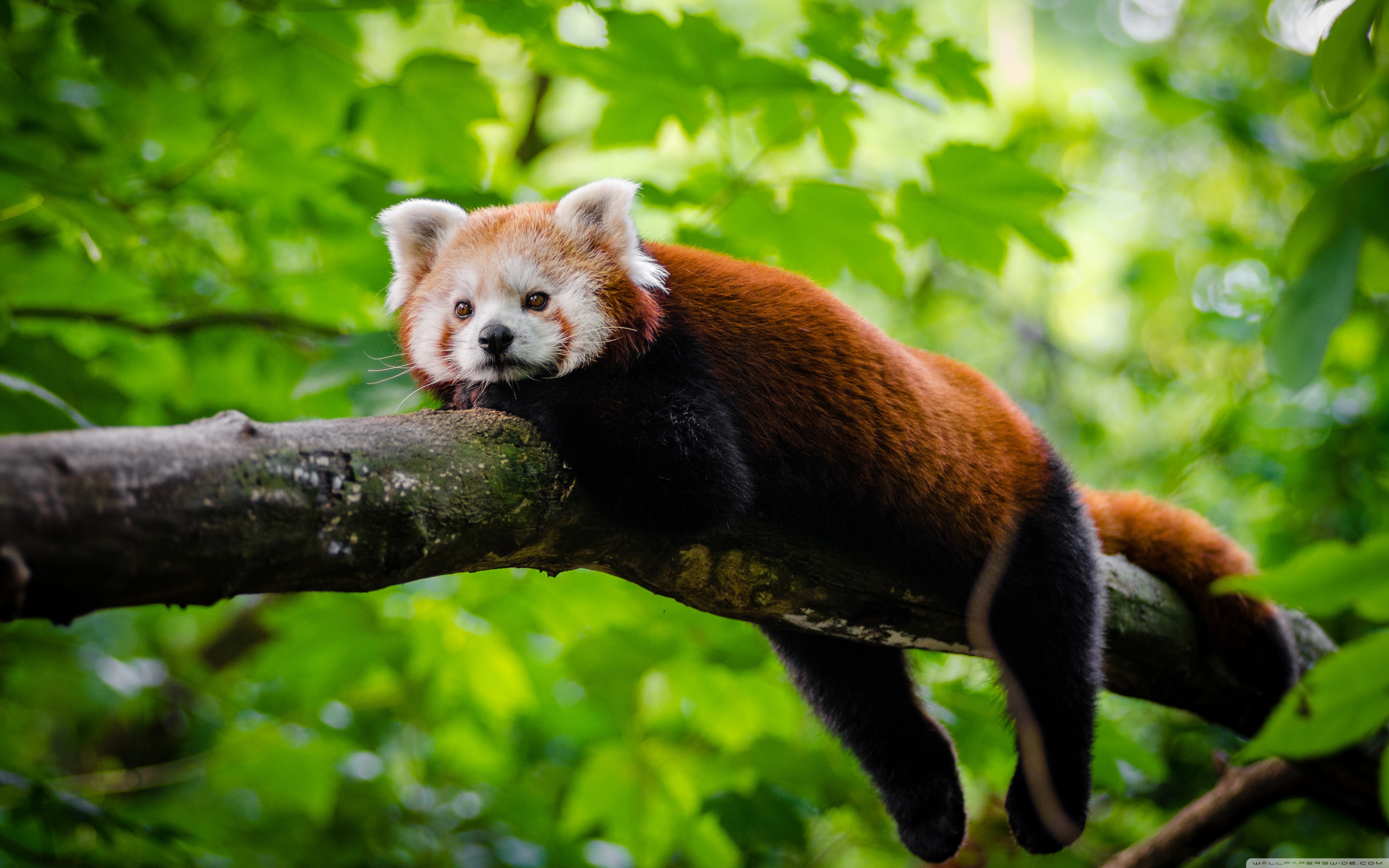 Free photo: Red Panda, Jungle, Nature