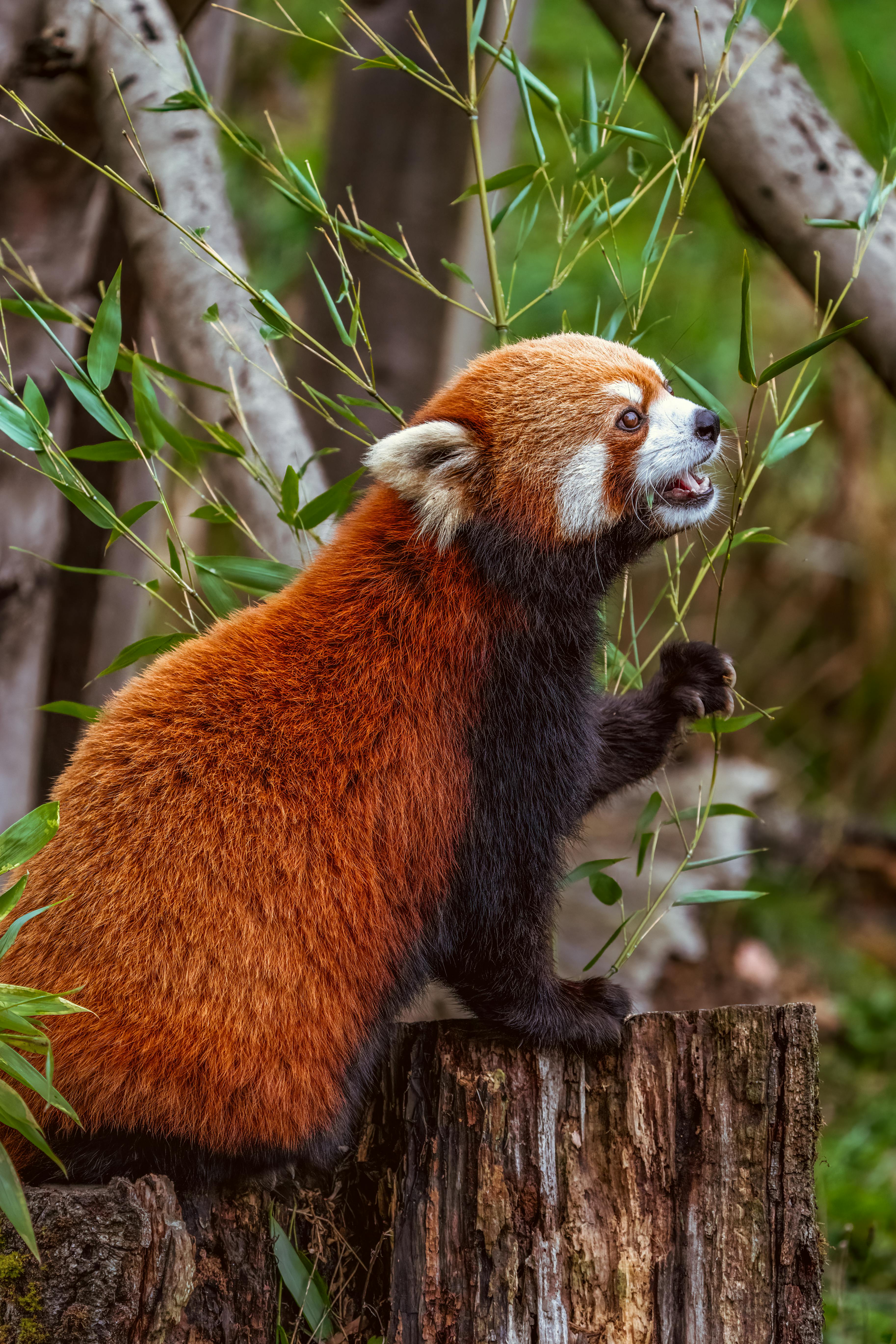 Red Panda Photo, Download The BEST Free Red Panda & HD Image