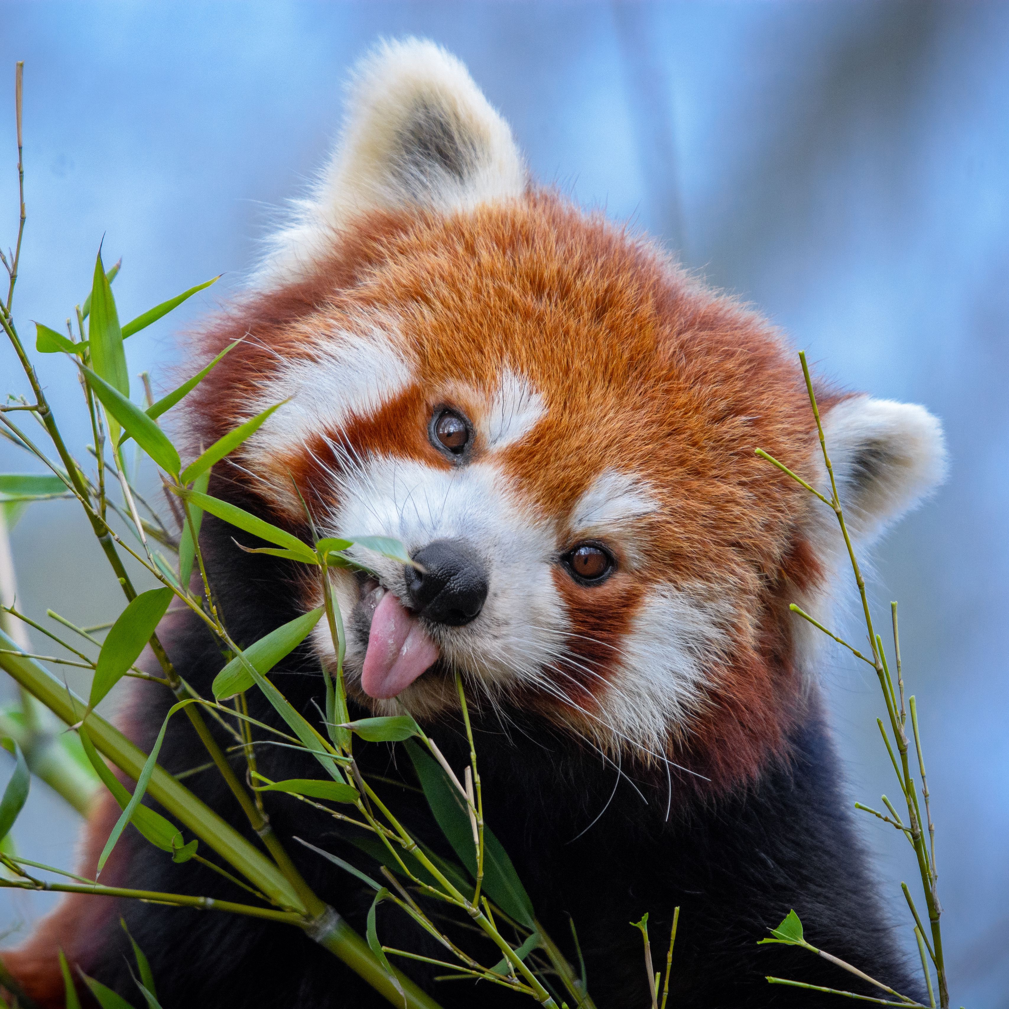 Download wallpaper 3415x3415 red panda, tongue protruding, cute, funny, animal, bamboo ipad pro 12.9 retina for parallax HD background