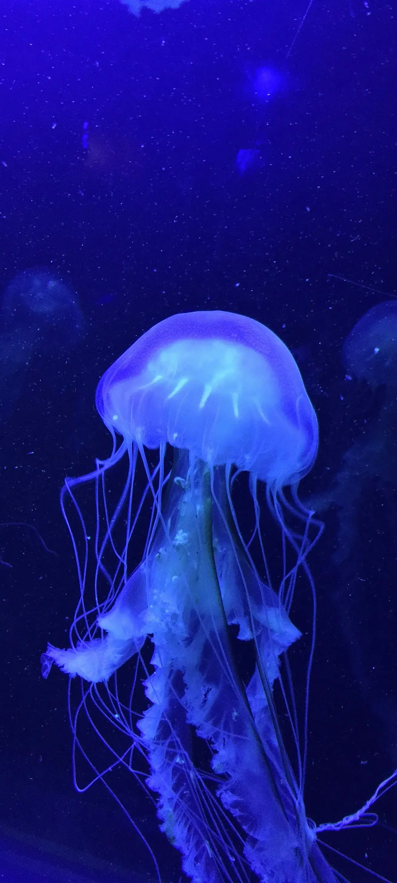 Jellyfish HD Collection Vibrant Blue Swarm Of Underwater Deep Ocean Translucent 4K Nature Creatures Of The Sea