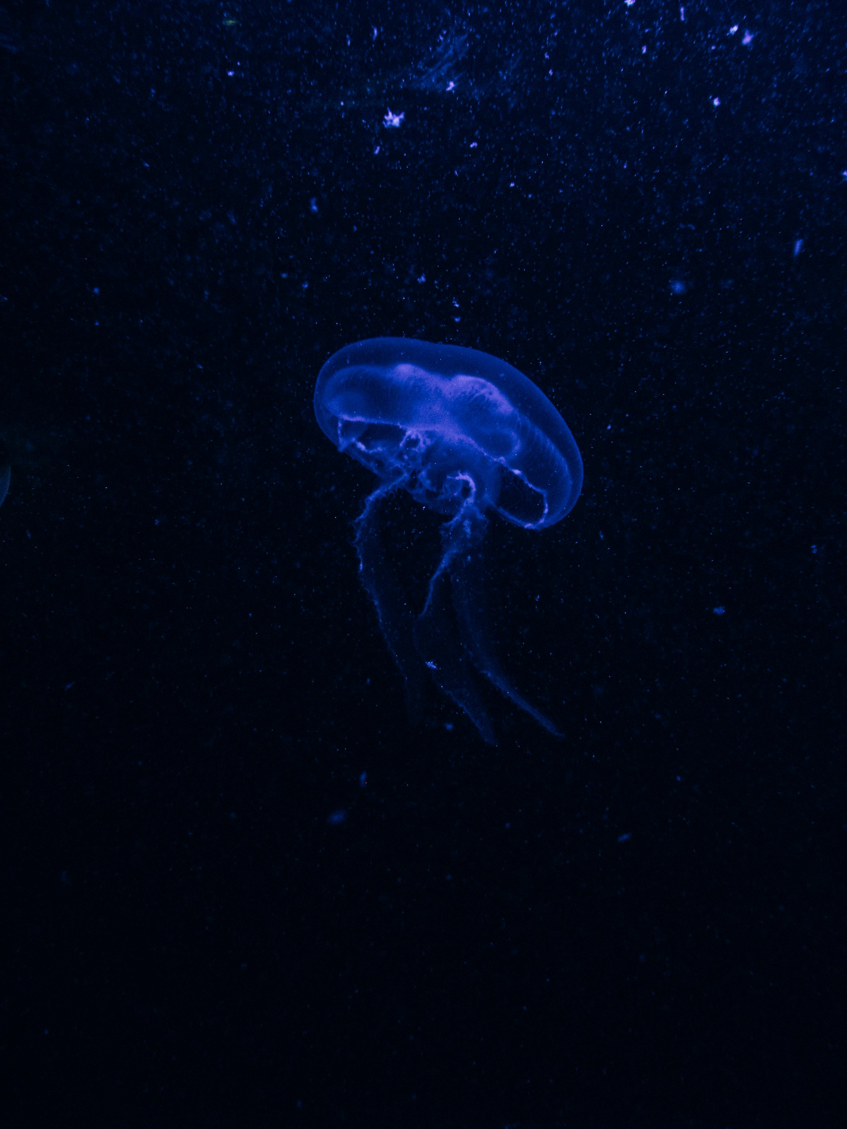 Jellyfish Underwater · Free