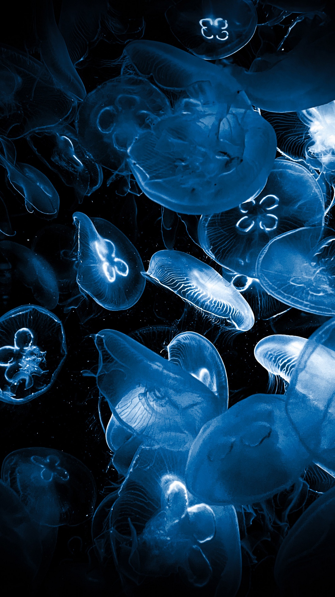 Jellyfishes Wallpaper 4K, Deep Sea, Underwater