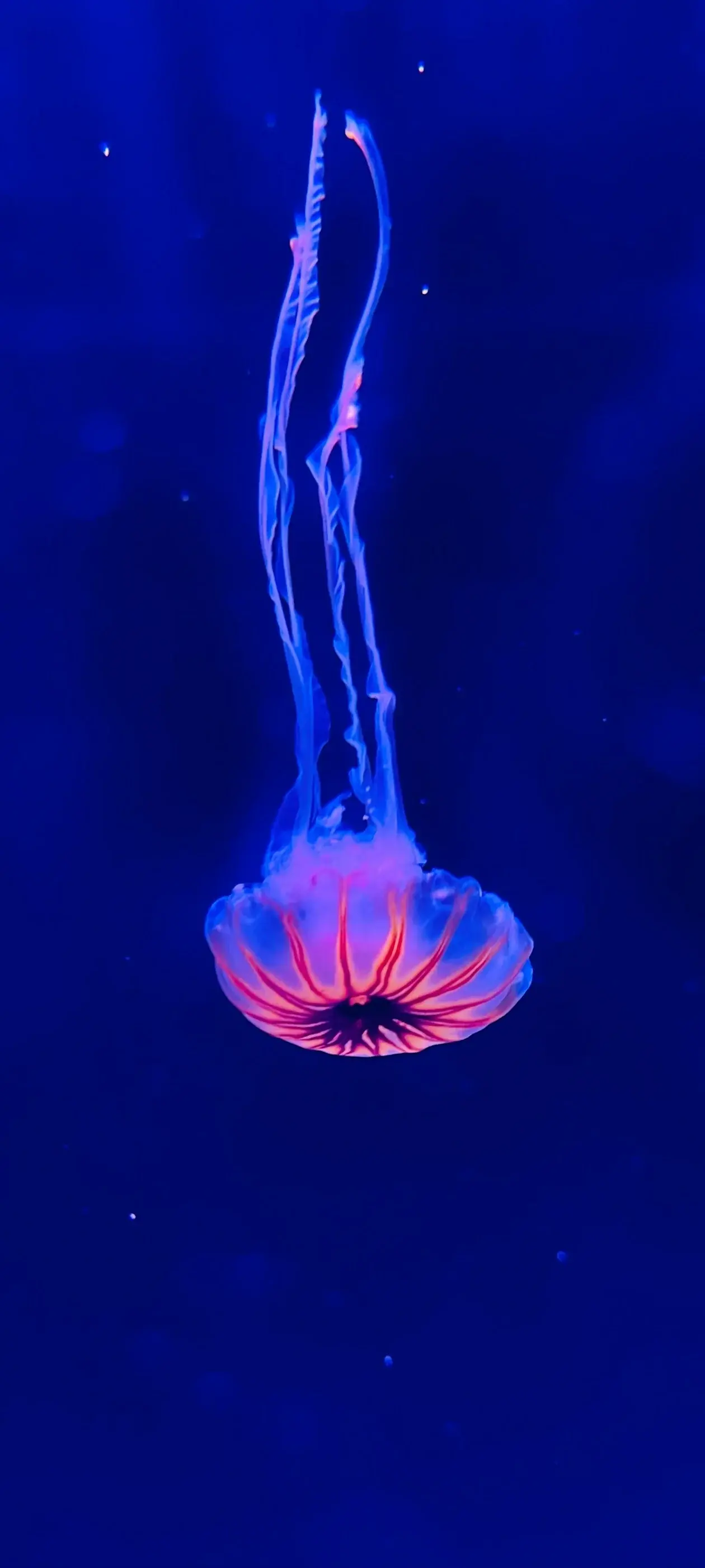 Jellyfish HD Collection Underwater Deep Ocean Translucent 4K Nature Creatures Of The Sea Blue Glowing