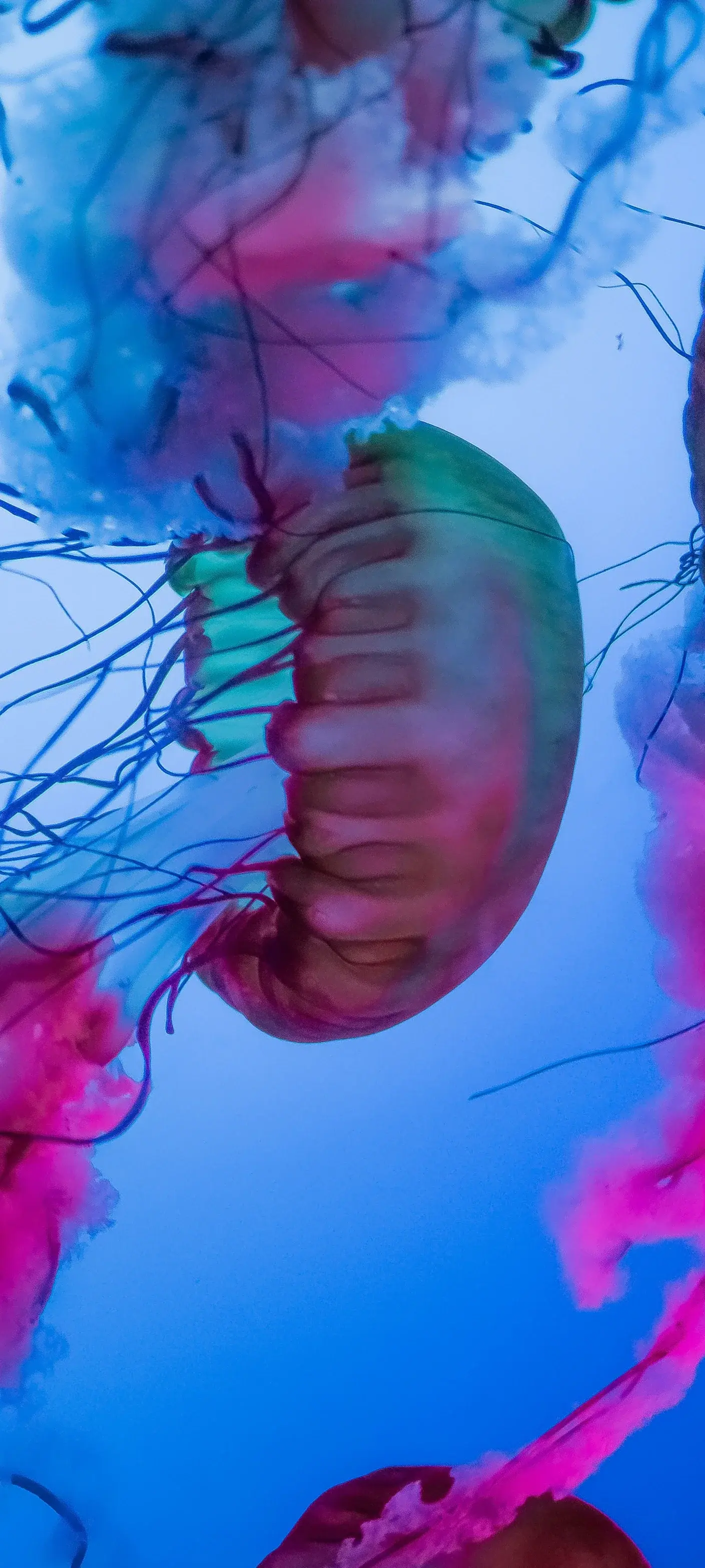 Jellyfish HD Multi Color Underwater Deep Ocean Translucent 4K Nature Creatures Of The Sea