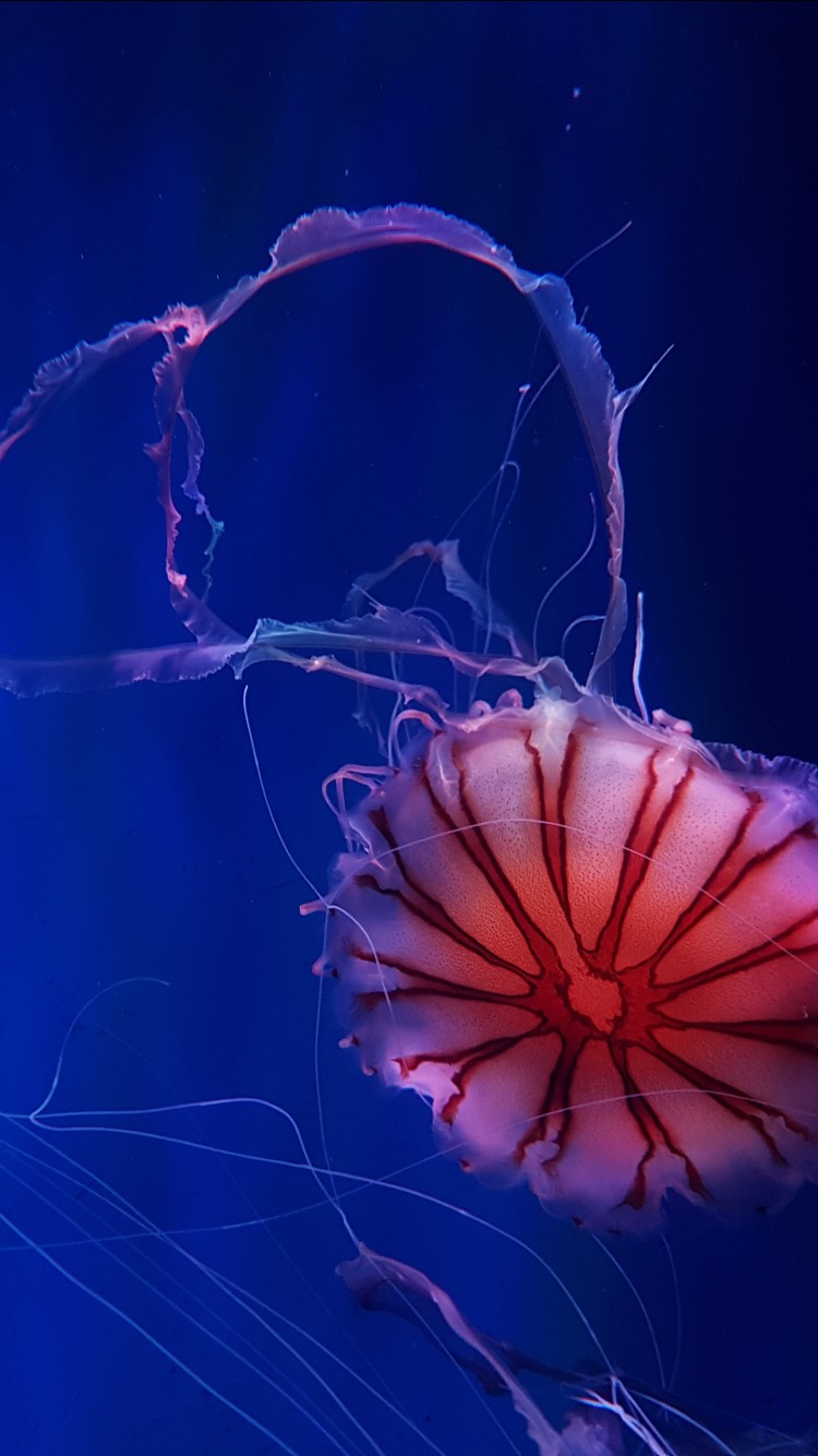 Deep Ocean Jellyfish 4K Wallpaper