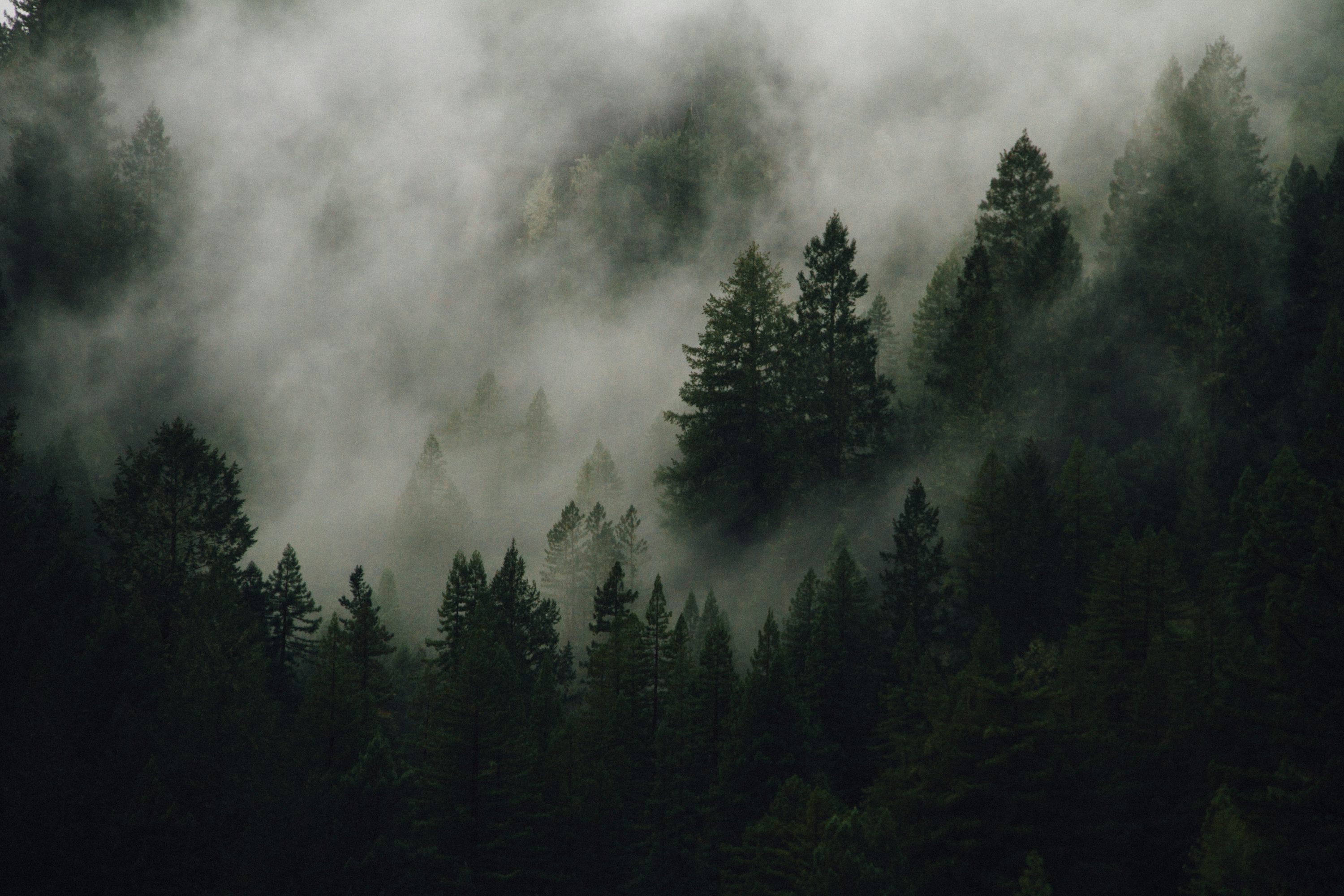 Foggy Forest Picture [Stunning!]. Download Free Image