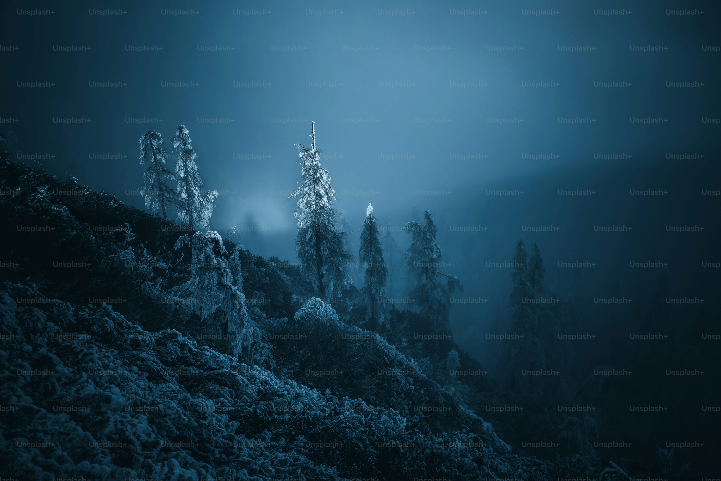 A foggy mountain with trees covered in snow photo