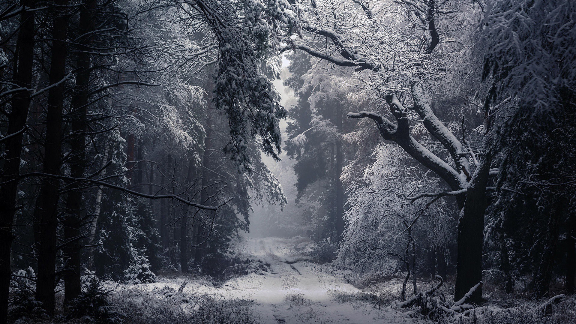 Snow Covered Trees Mist Forest Background HD Winter Wallpaper