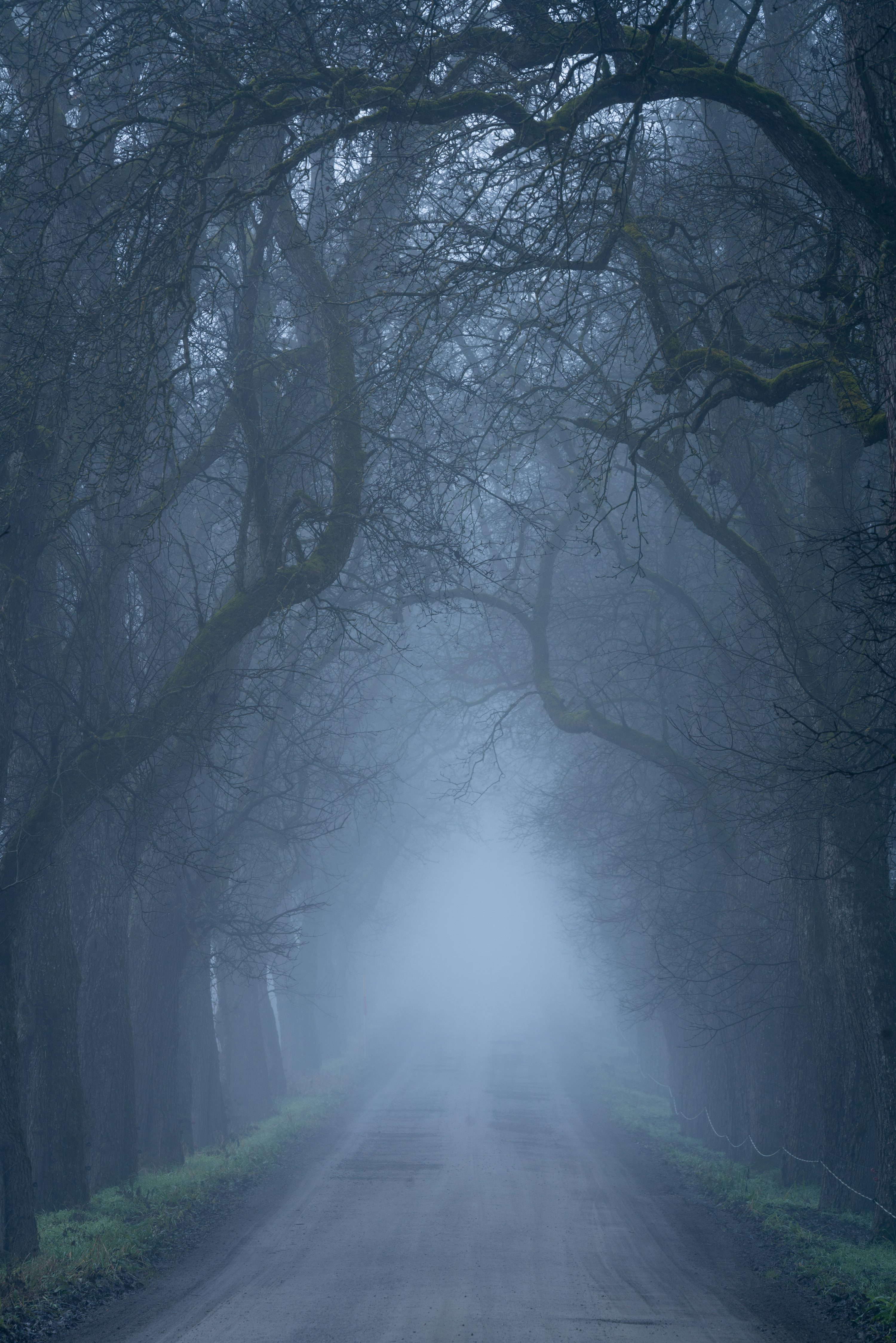 A foggy road in the middle of a forest photo