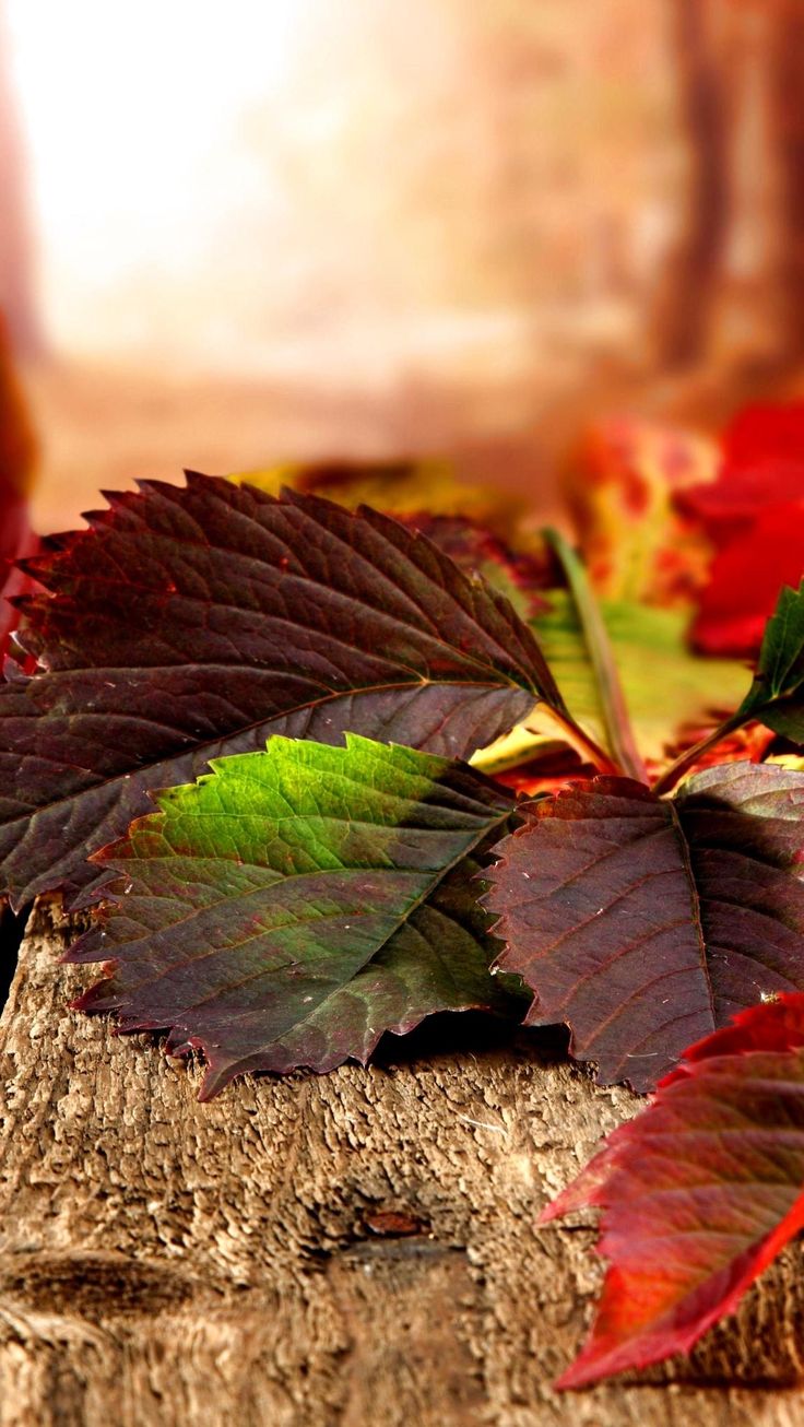 Autumn. Nature iphone wallpaper, Nature wallpaper, Background vintage