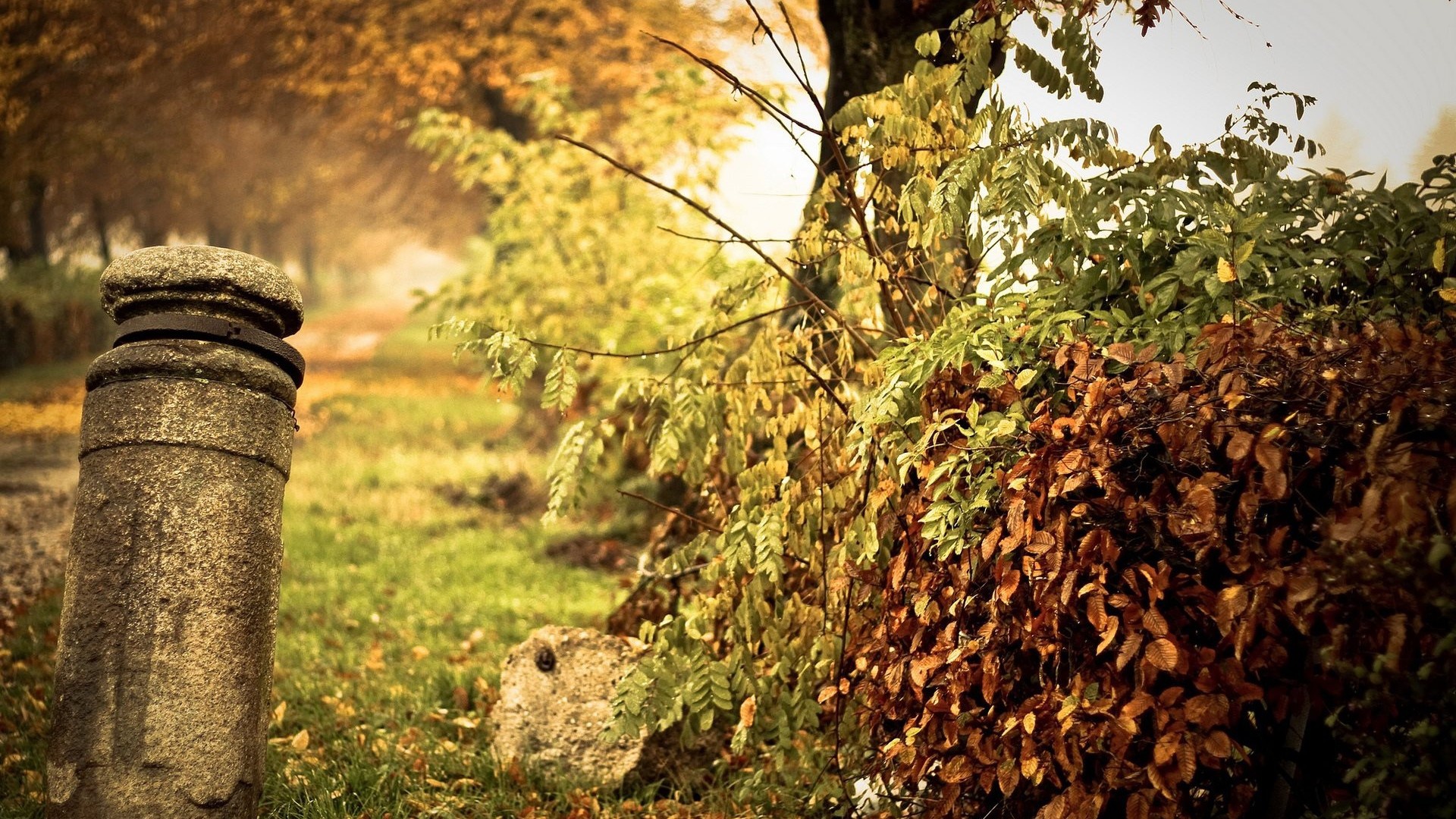 Wallpaper nature, autumn, leaves, fall for mobile and desktop, section природа, resolution 1920x1080