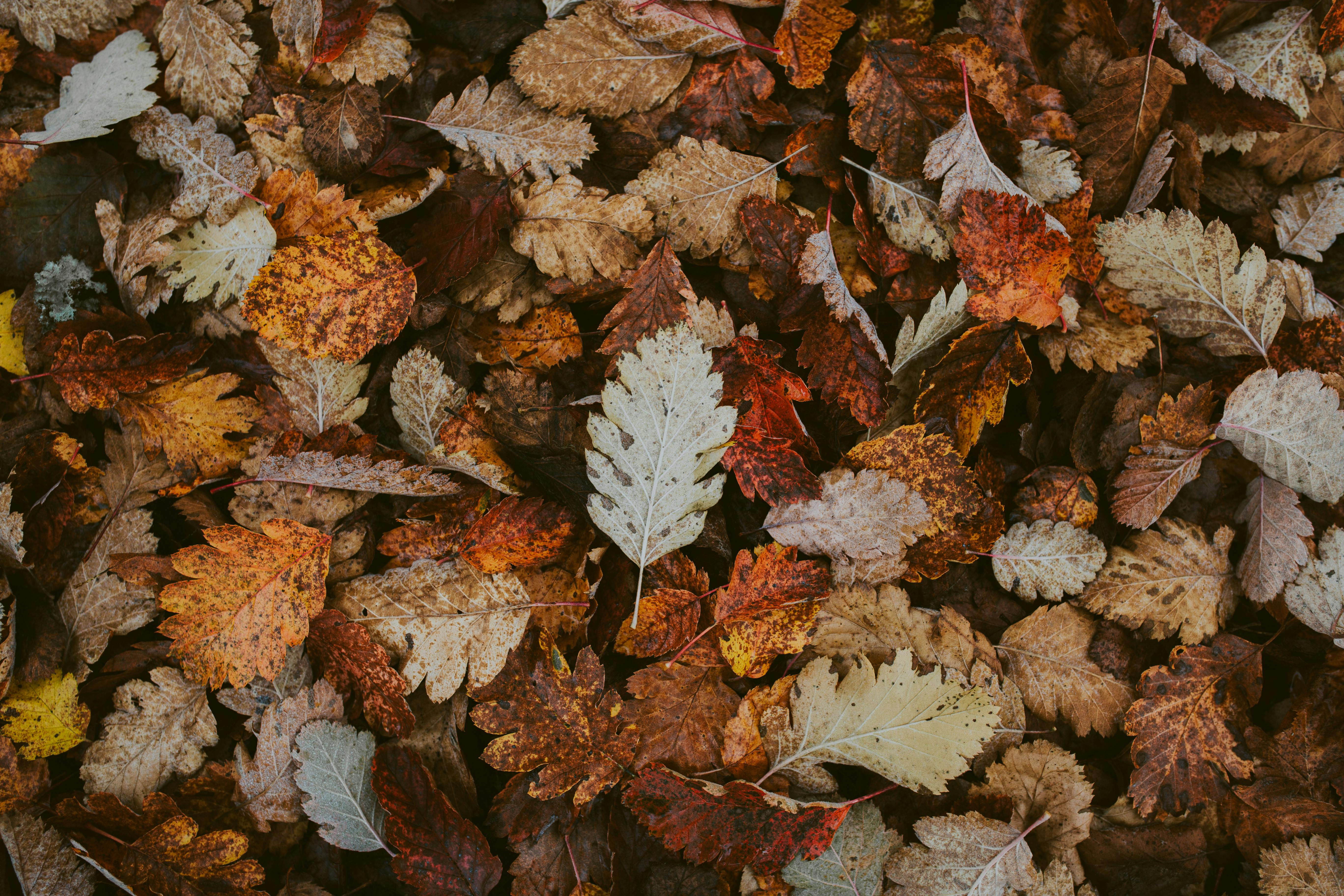 Fall Leaves Background Photo, Download The BEST Free Fall Leaves Background & HD Image