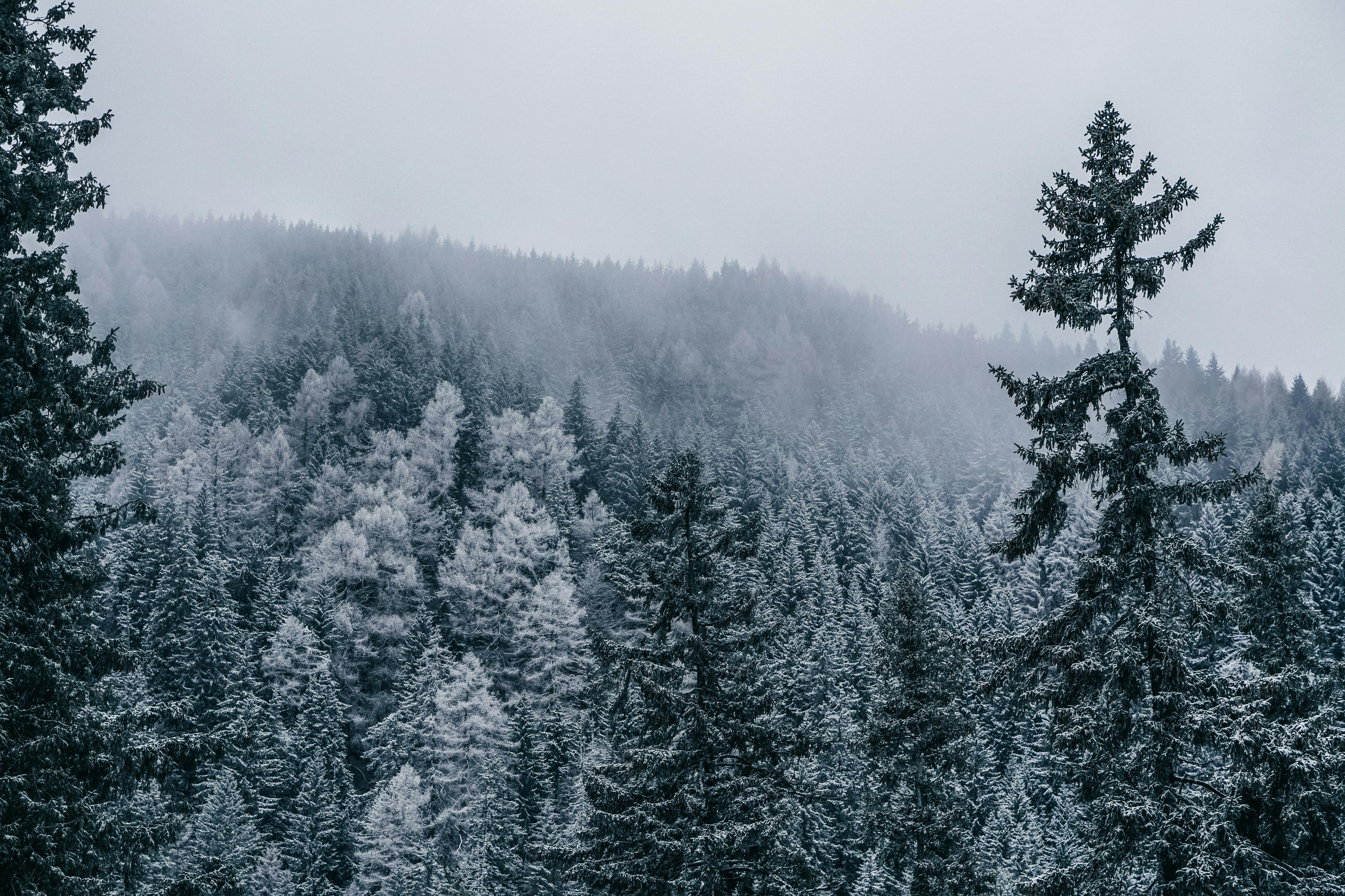 Foggy Winter Forest · Free