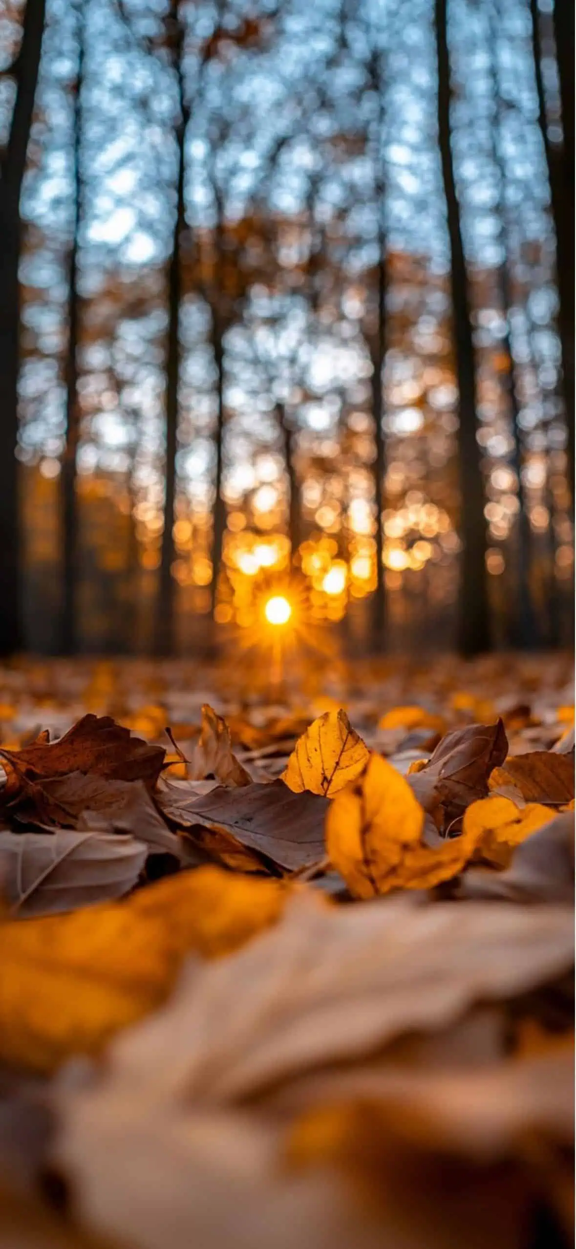 Cutest Fall Wallpaper for iPhone