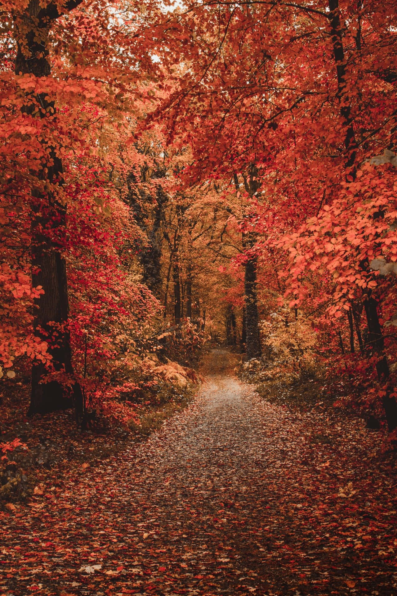Download Autumn days in all their vibrant glory. Wallpaper