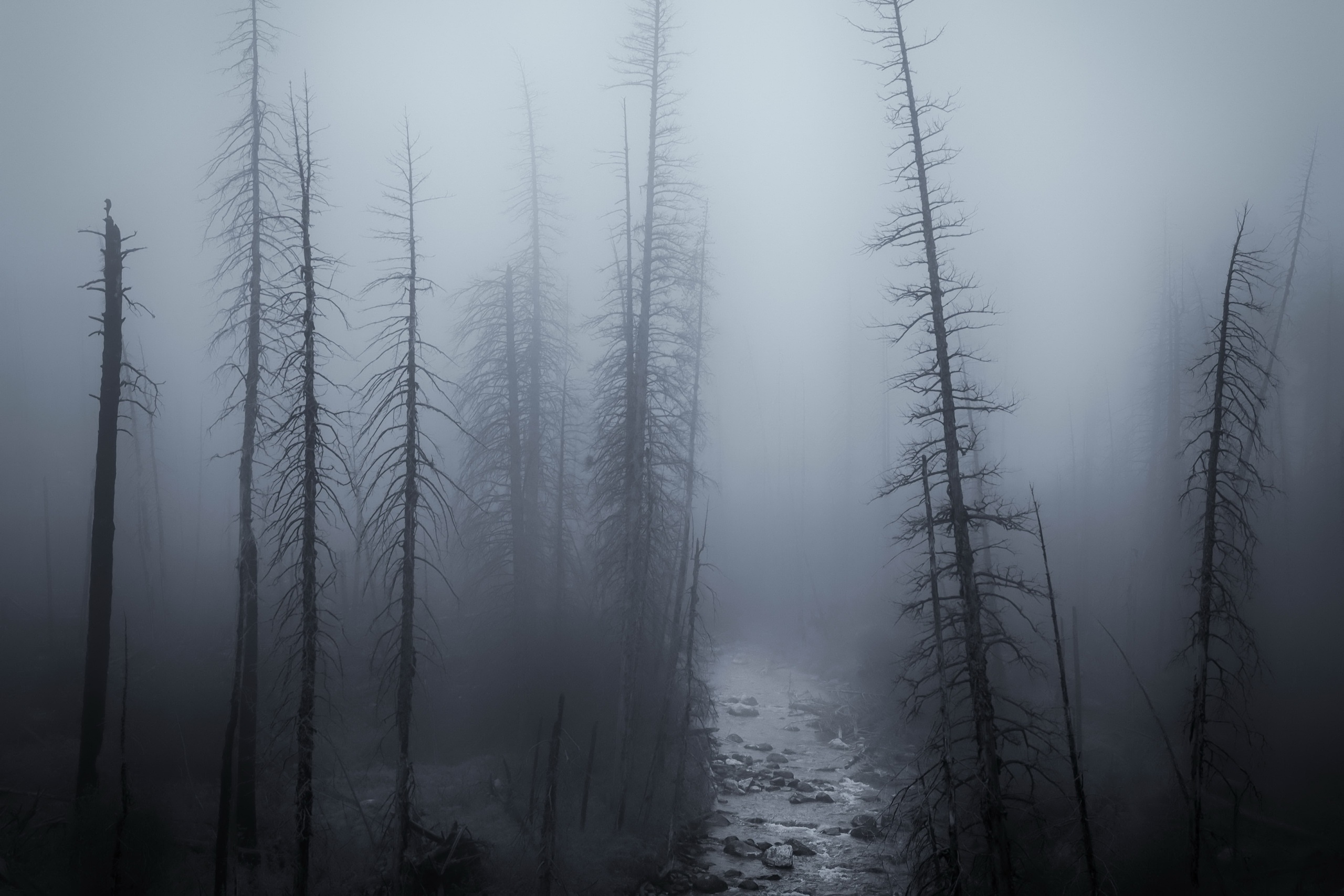 Wallpaper forest, night, fog for mobile and desktop, section природа, resolution 2560x1707