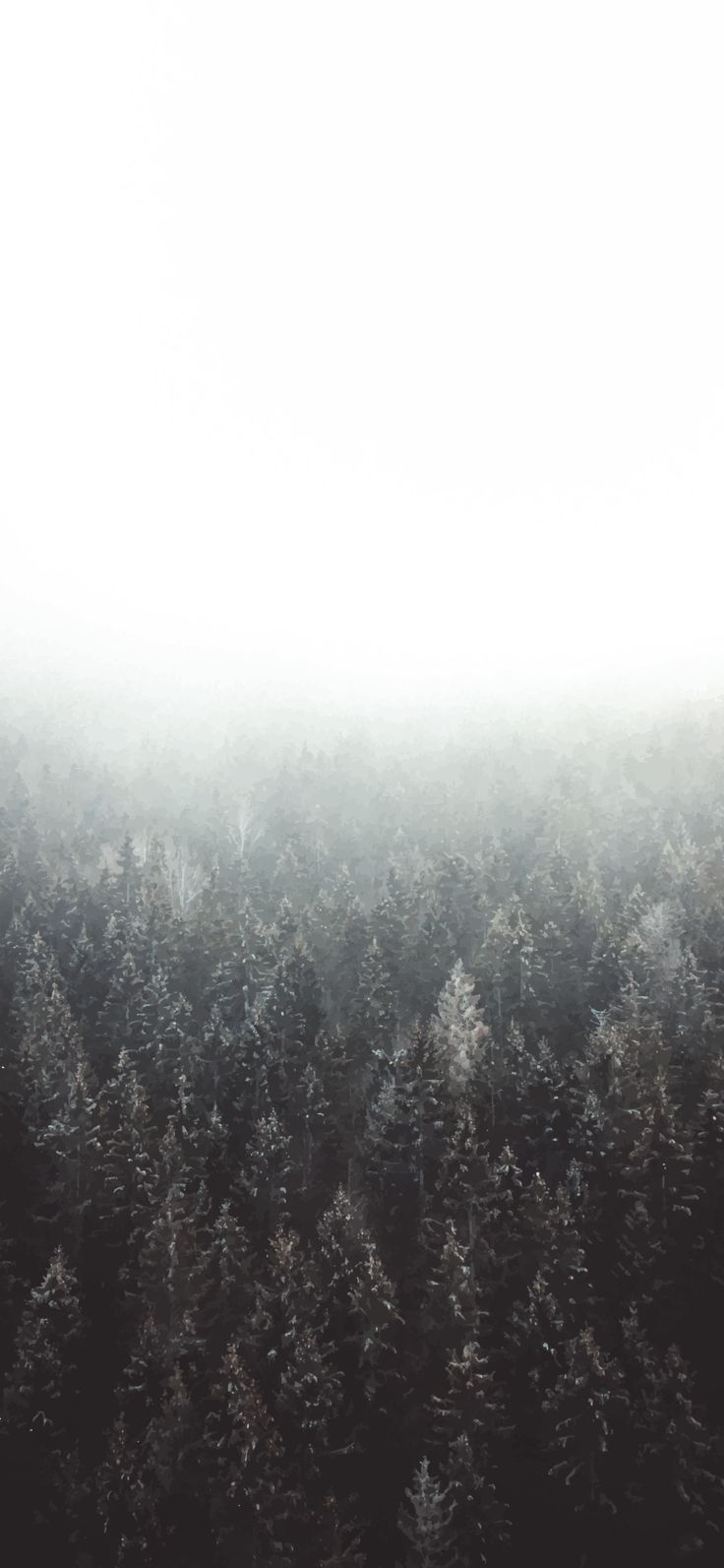 Black and White Forest Mobile Wallpaper in 4K