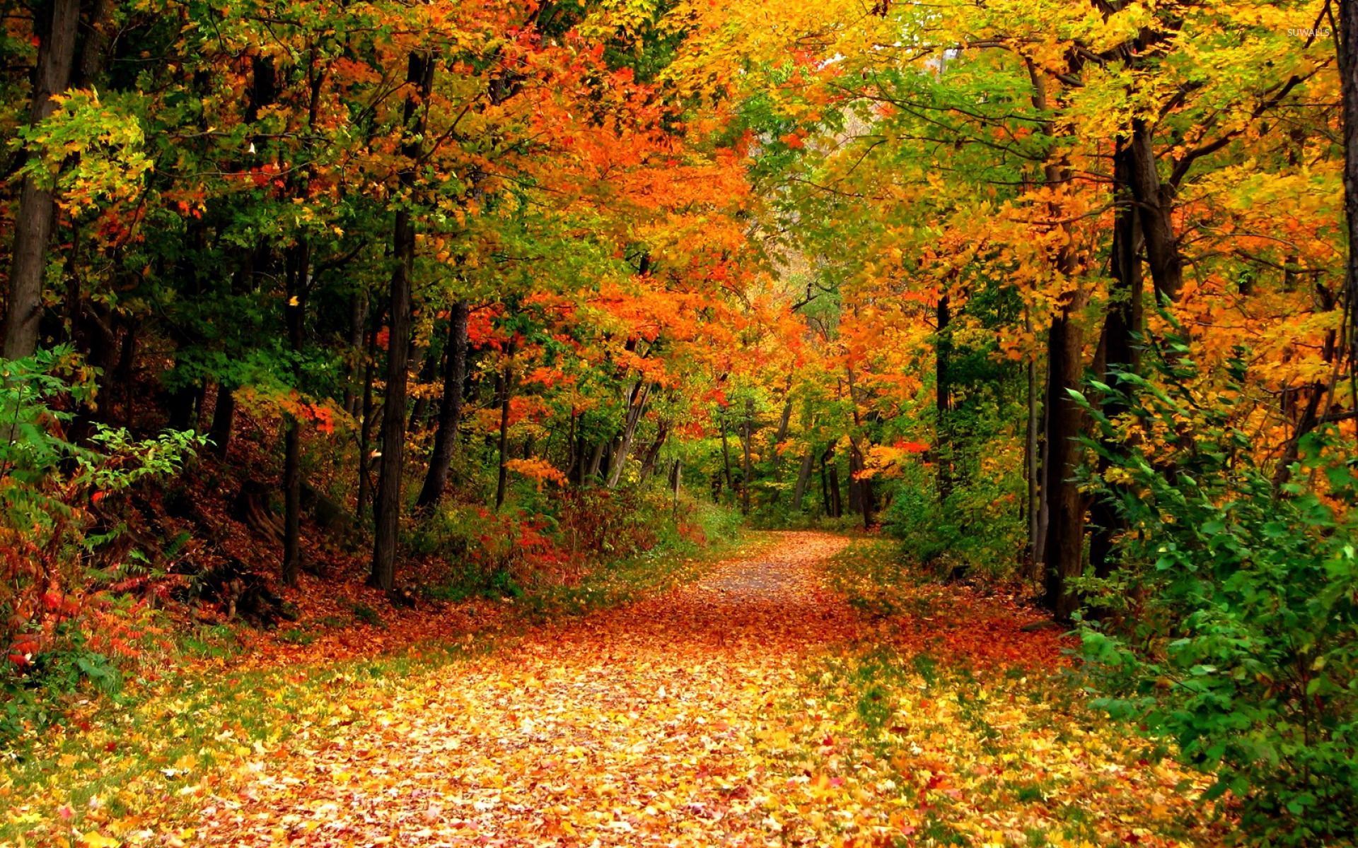 Autumn laneest wallpaper wallpaper