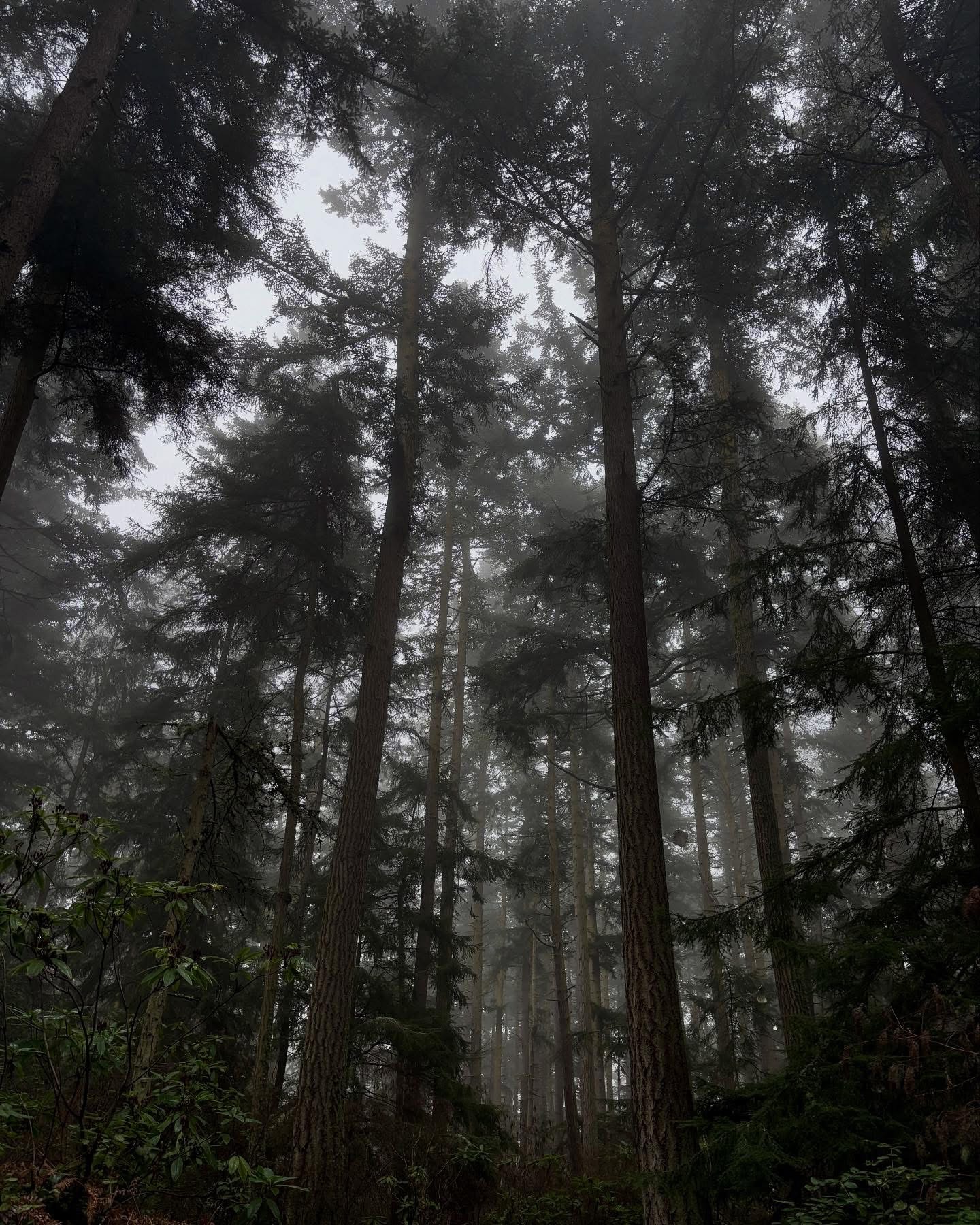 Foggy Winter Mood Captured by Ren Matenot Sculpture Forest