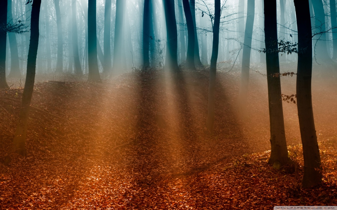 Autumn Forest 4K UHD Wallpaper for UltraHD Desktop and TV, Dual Monitor, Smartphone and Tablet Devices