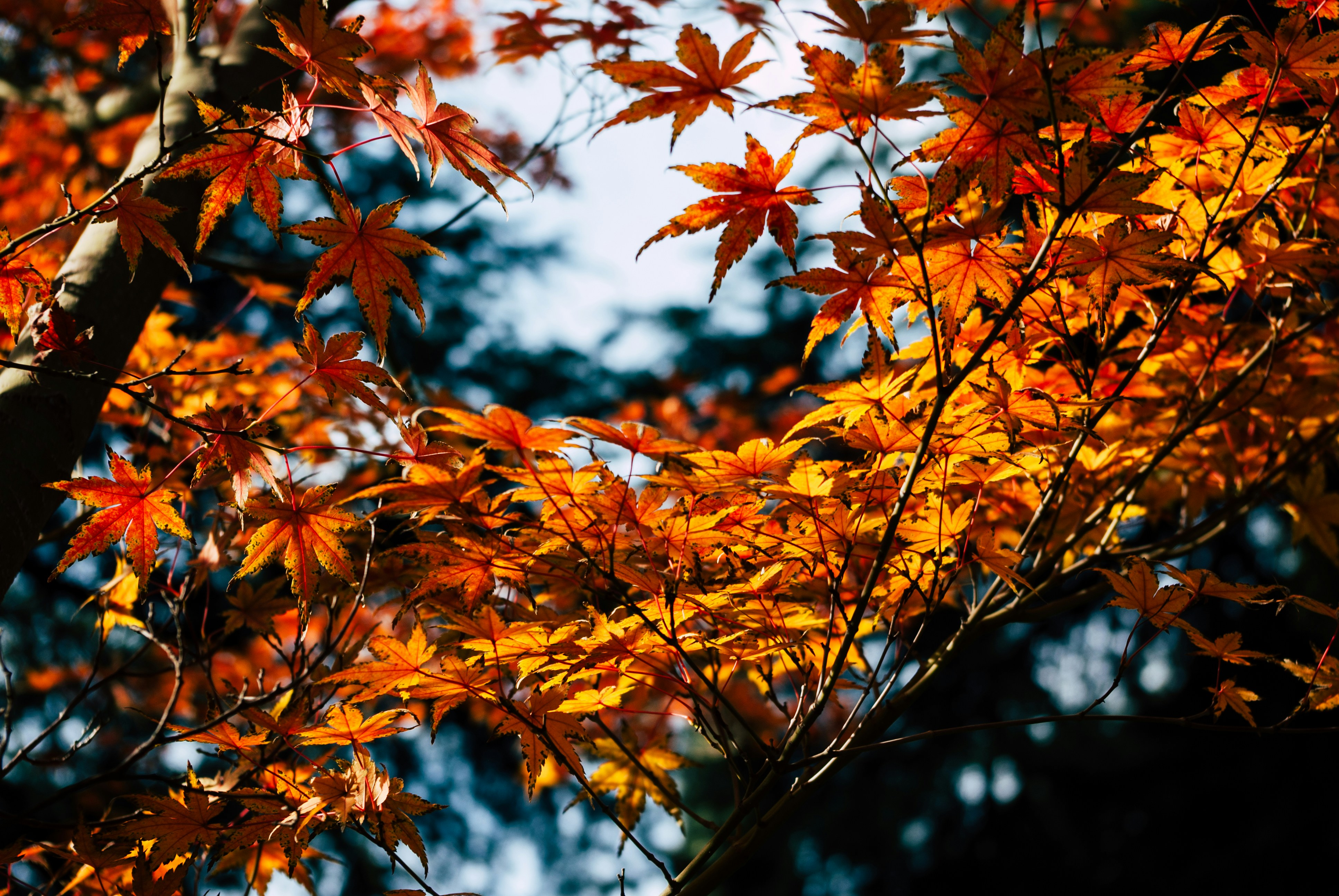 Golden autumn leaves on a tree branch. photo