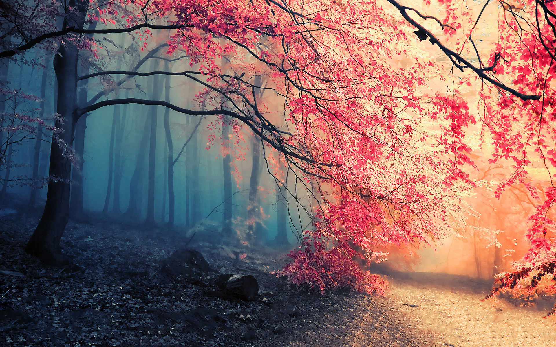 Free Tree 4K Wallpaper & Desktop HD Background for PC