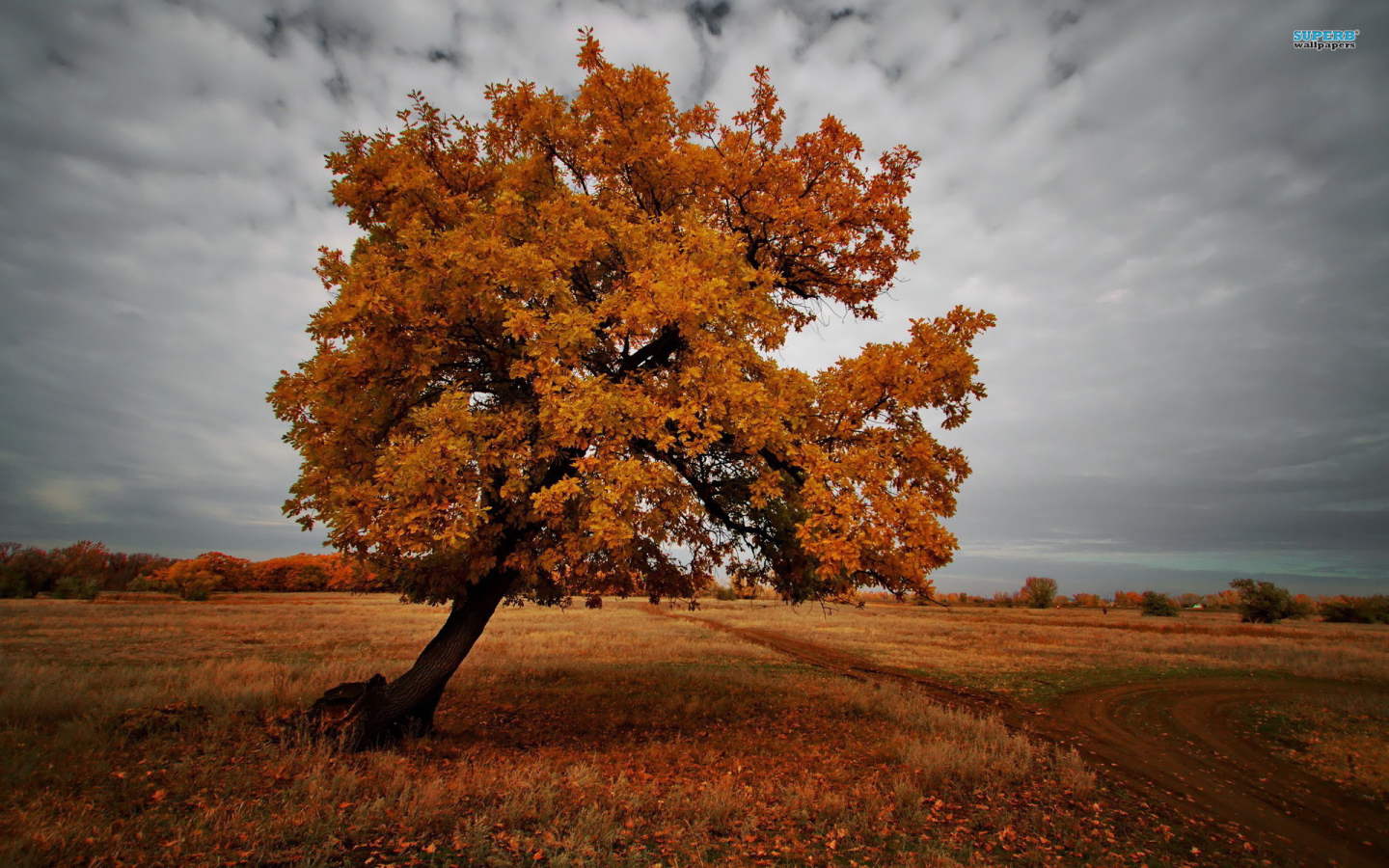 The tree in the dark autumn Desktop wallpaper 1440x900