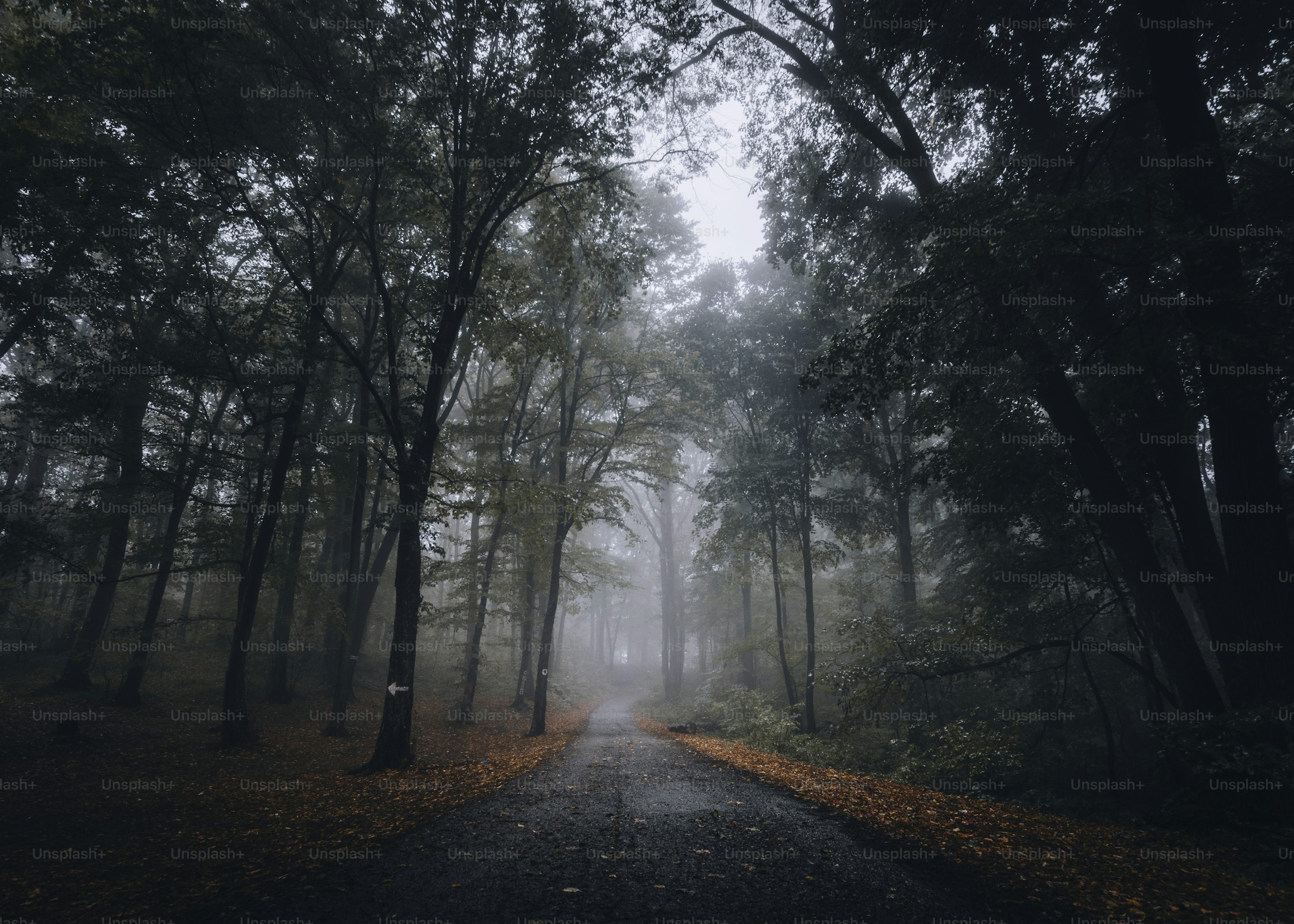 Dark Autumn Picture. Download Free Image