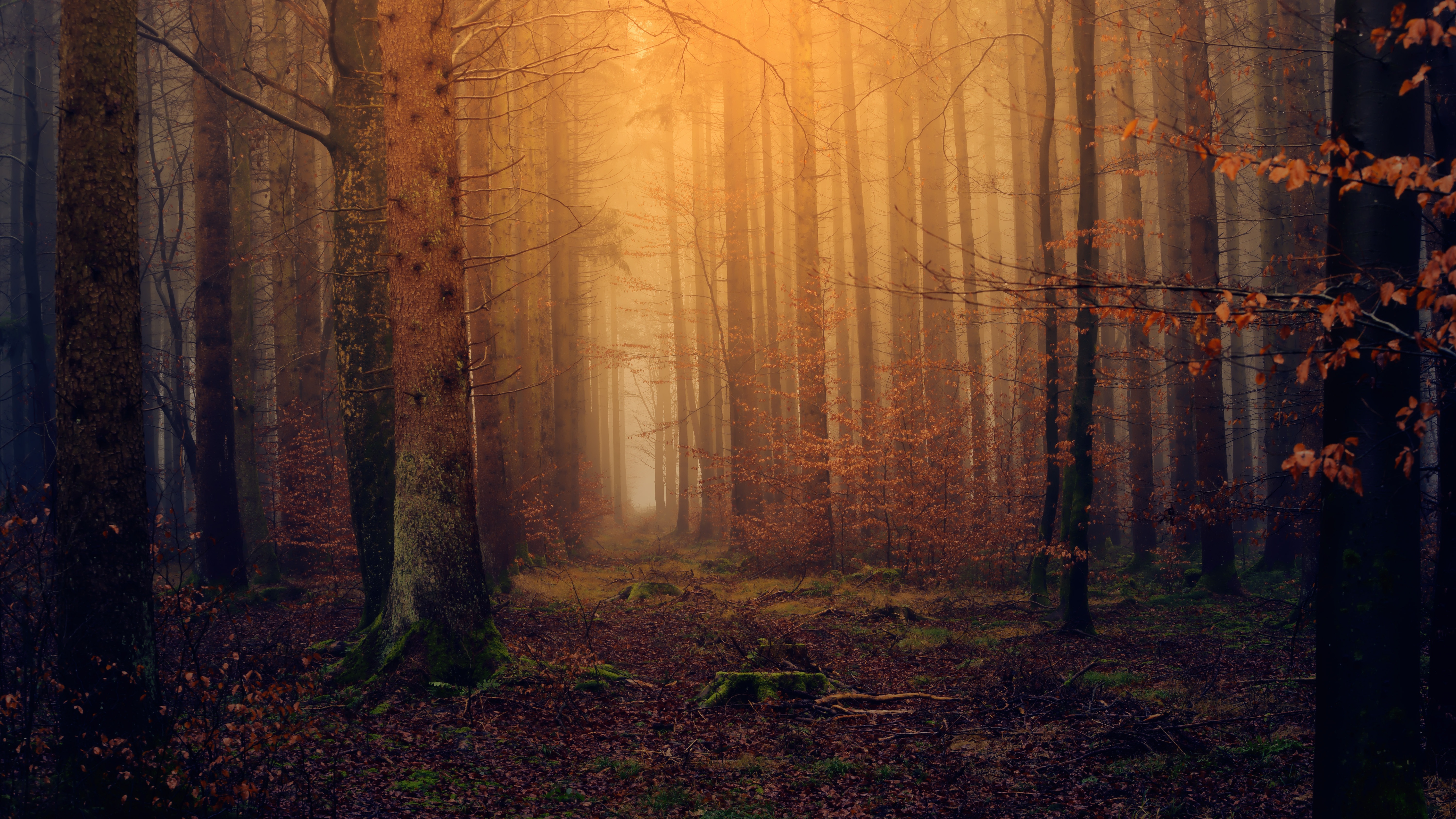 Cold dark autumn forest Desktop wallpaper 1366x768